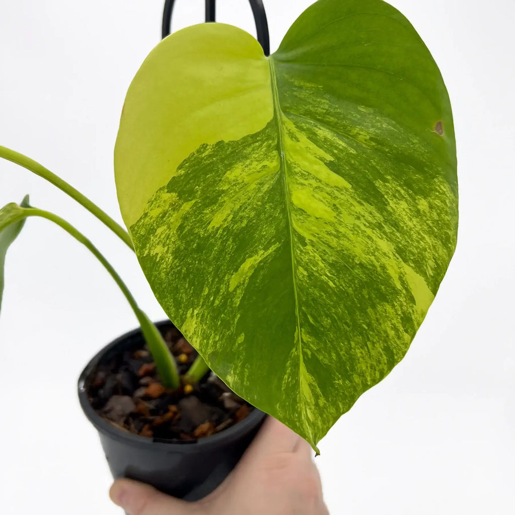 Monstera borsigiana Variegated 'Aurea' | Indoor Plant | Chalet Boutique - Australia