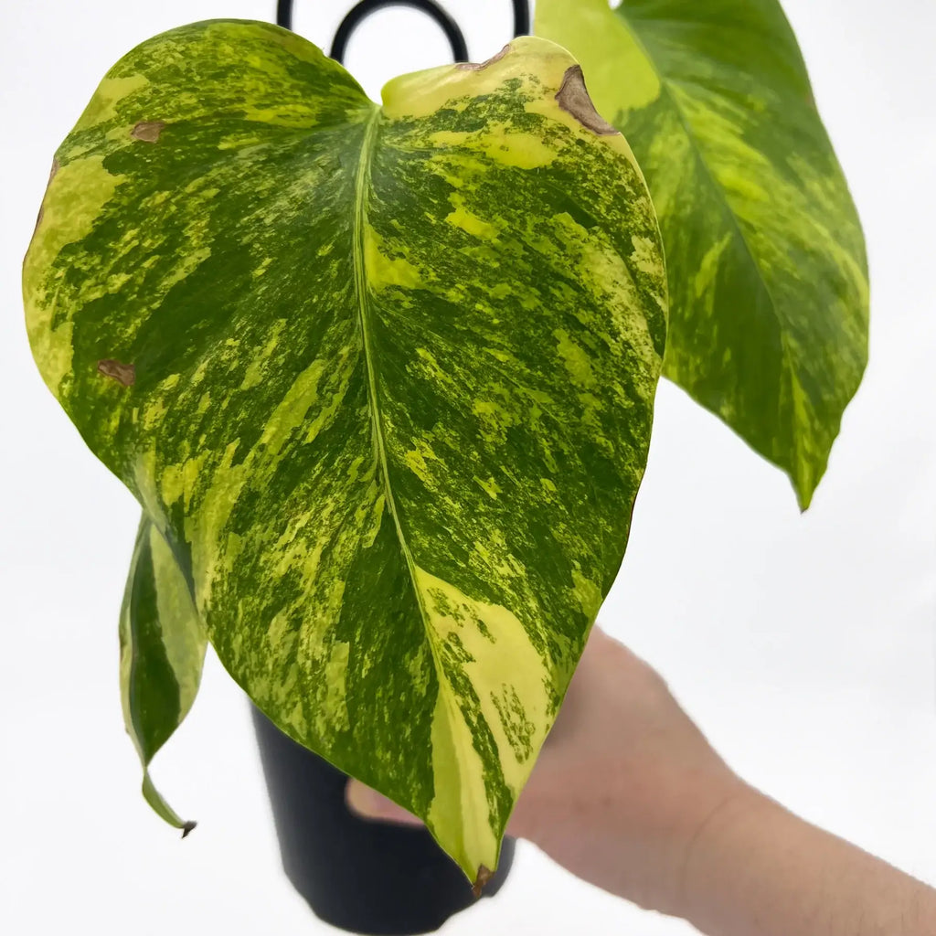 Monstera borsigiana Variegated 'Aurea' | Indoor Plant | Chalet Boutique - Australia