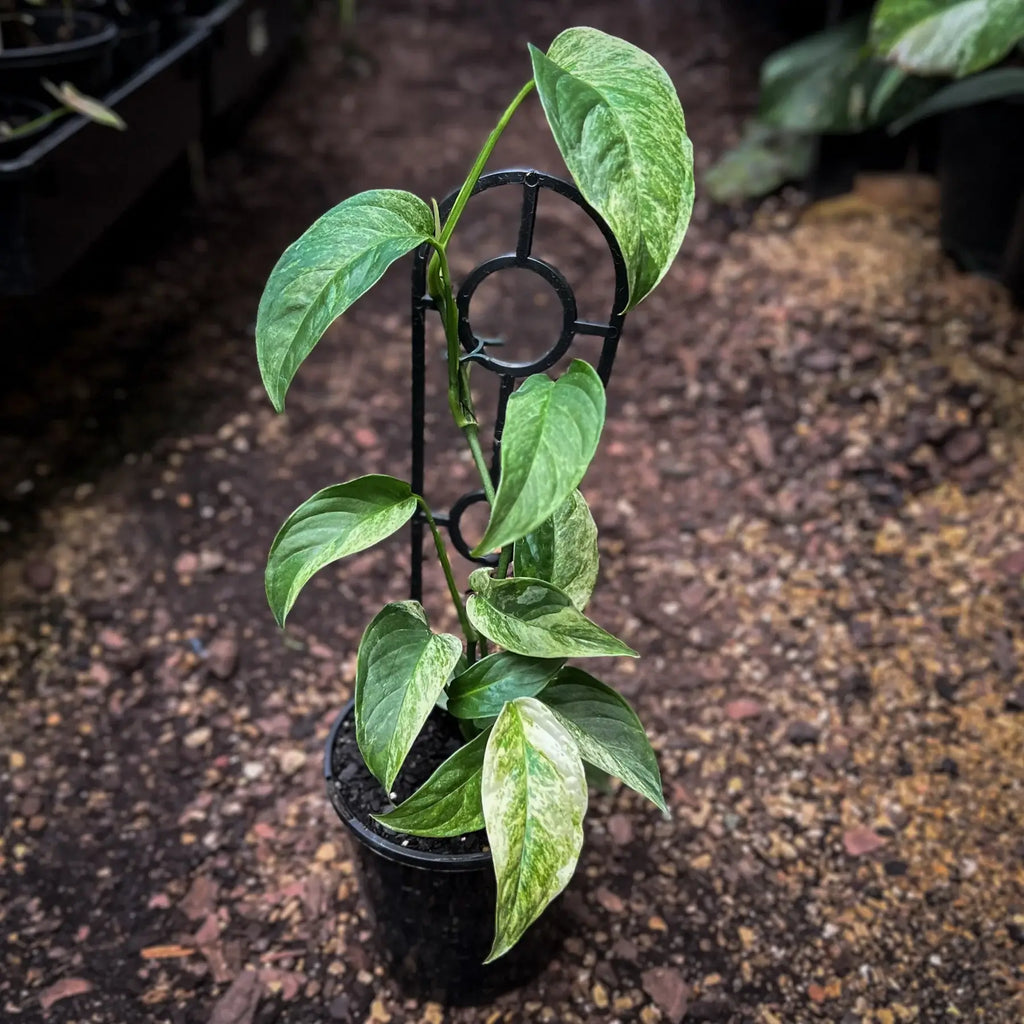 Monstera laniata variegata | Indoor Plant | Chalet Boutique - Australia