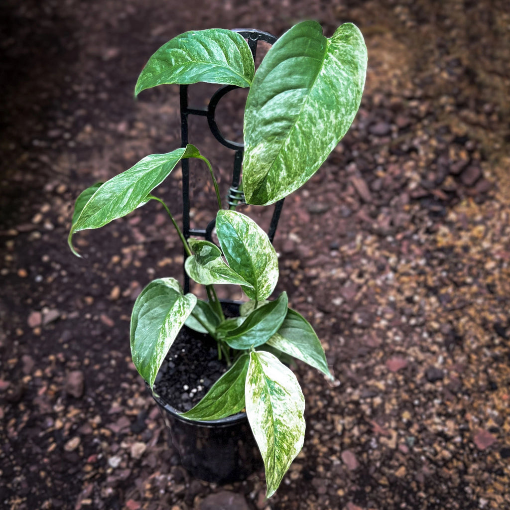 Monstera laniata variegata | Indoor Plant | Chalet Boutique - Australia