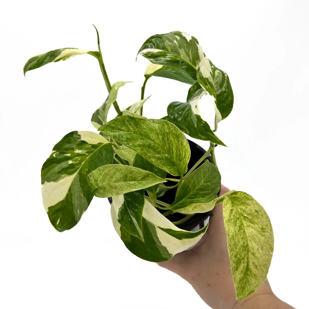 Monstera laniata variegata | Indoor Plant | Chalet Boutique - Australia