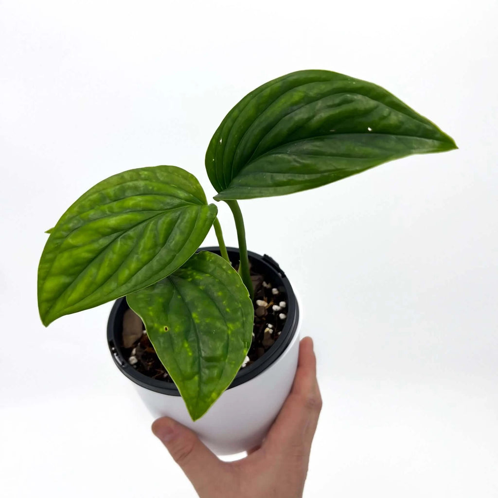 Monstera Karstenianum 'Peru' | Indoor Plant | Chalet Boutique - Australia