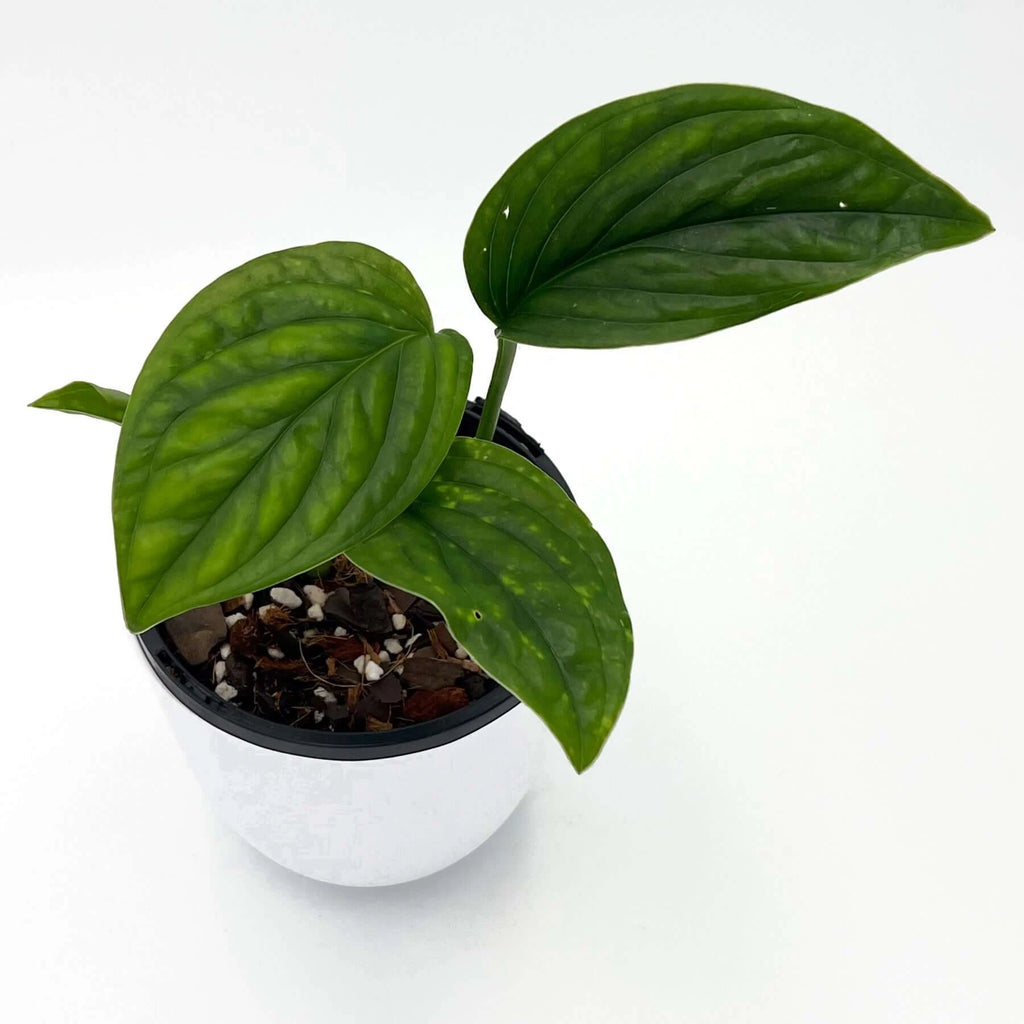 Monstera Karstenianum 'Peru' | Indoor Plant | Chalet Boutique - Australia