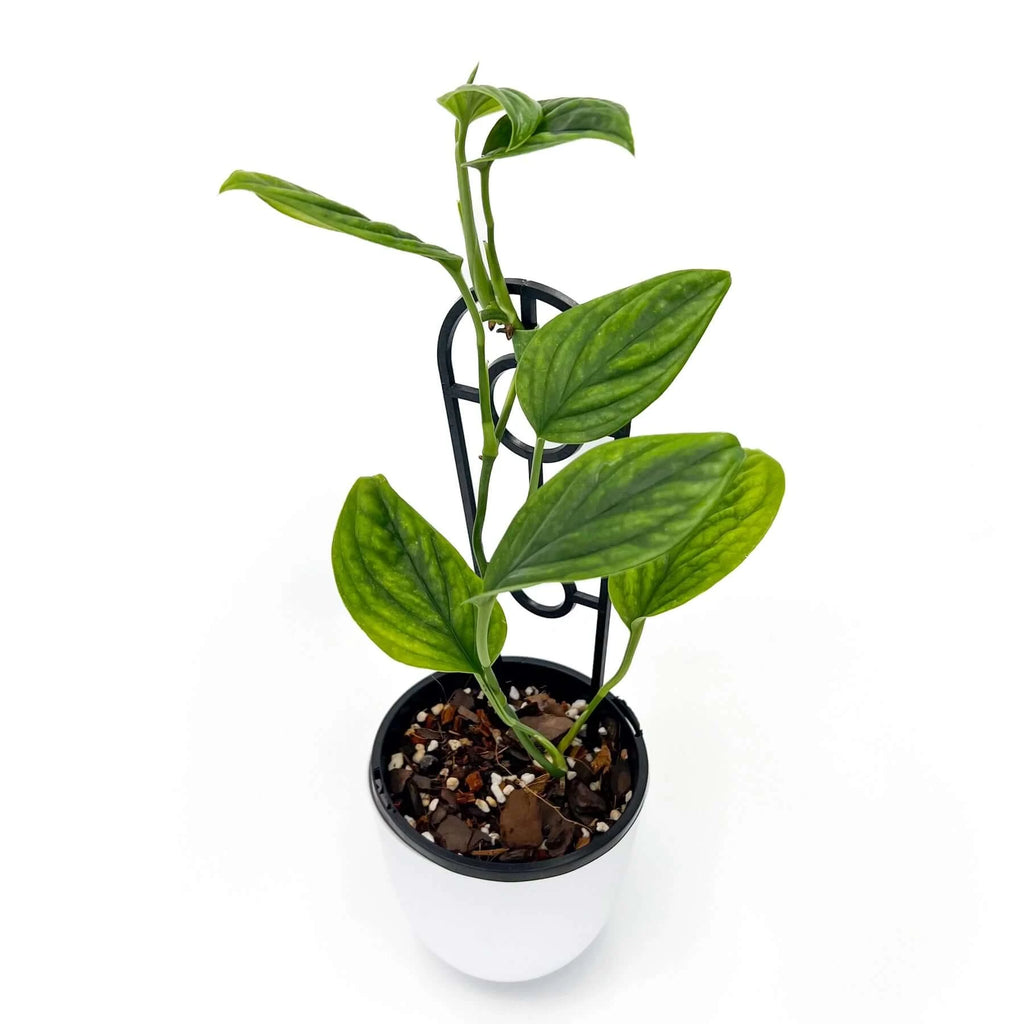 Monstera karstenianum 'Peru' | Indoor Plant | Chalet Boutique - Australia