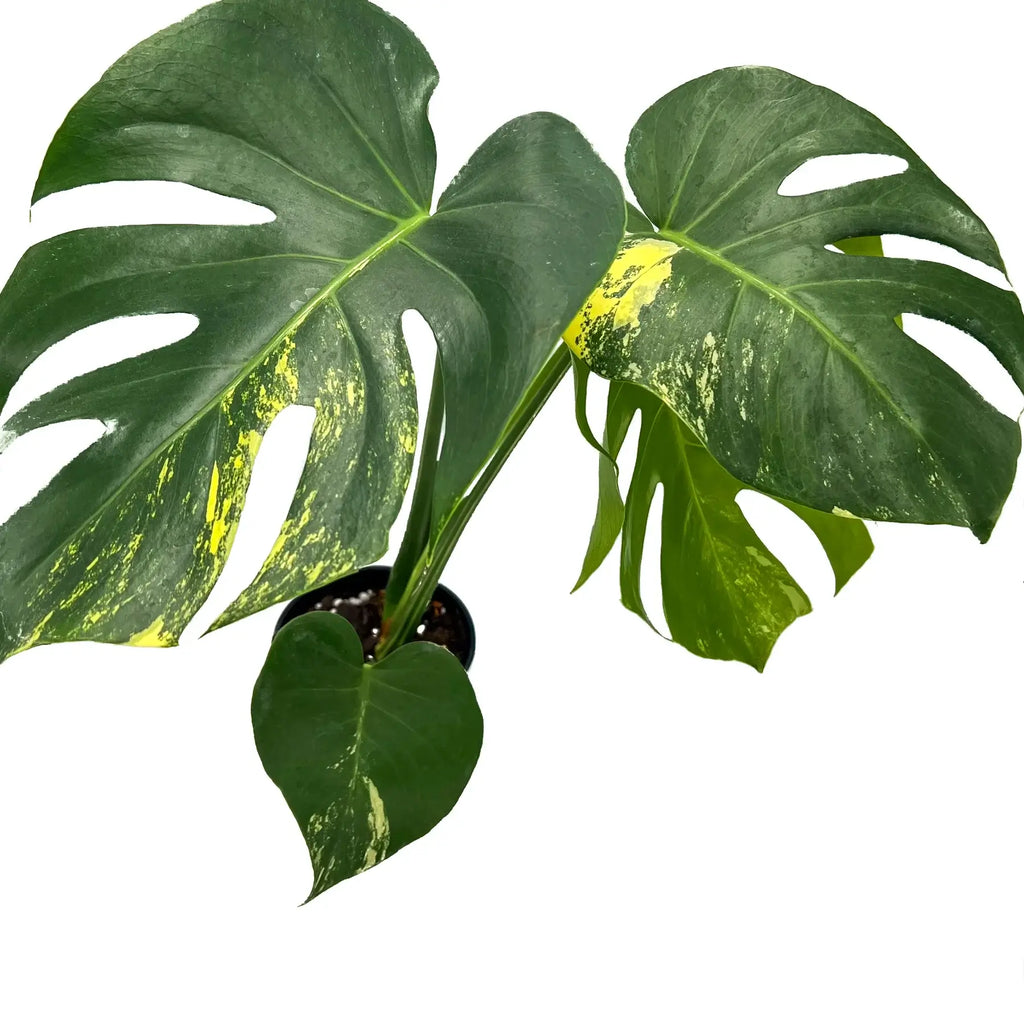 Monstera deliciosa aurea 'Yellow Thai' | Indoor Plant | Chalet Boutique - Australia