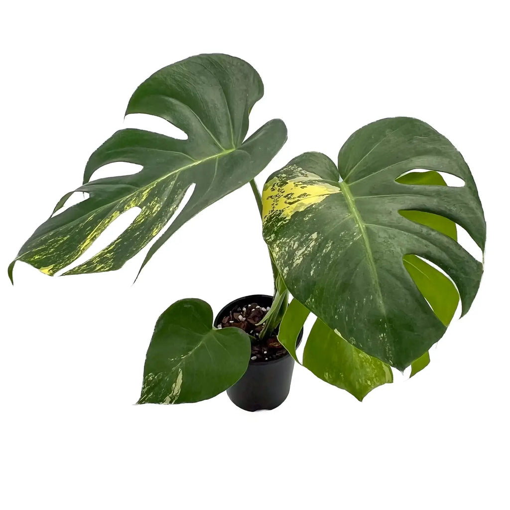 Monstera deliciosa aurea 'Yellow Thai' | Indoor Plant | Chalet Boutique - Australia