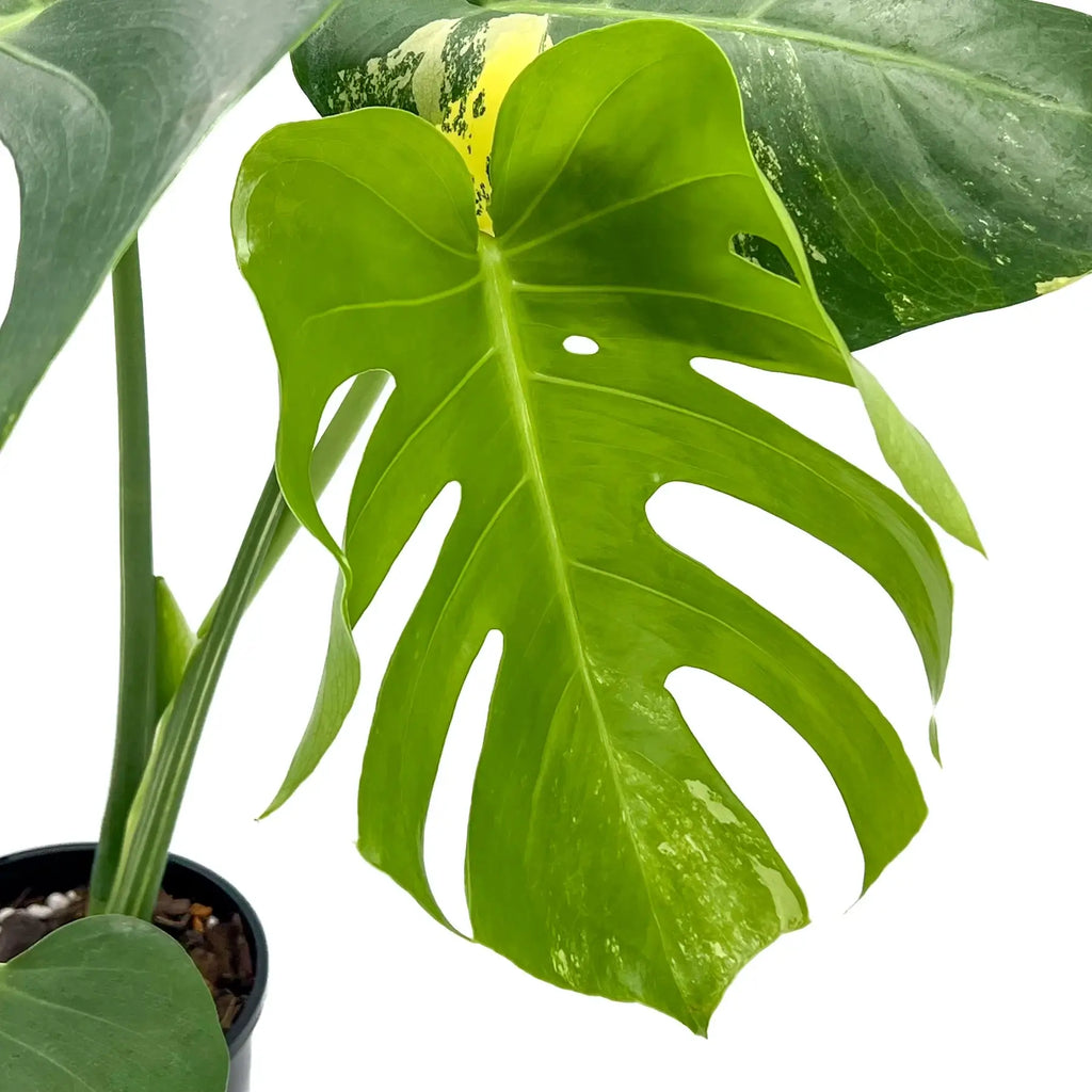 Monstera deliciosa aurea 'Yellow Thai' | Indoor Plant | Chalet Boutique - Australia