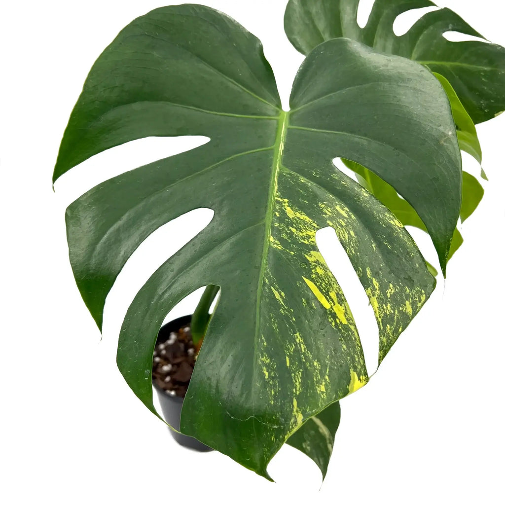 Monstera deliciosa aurea 'Yellow Thai' | Indoor Plant | Chalet Boutique - Australia