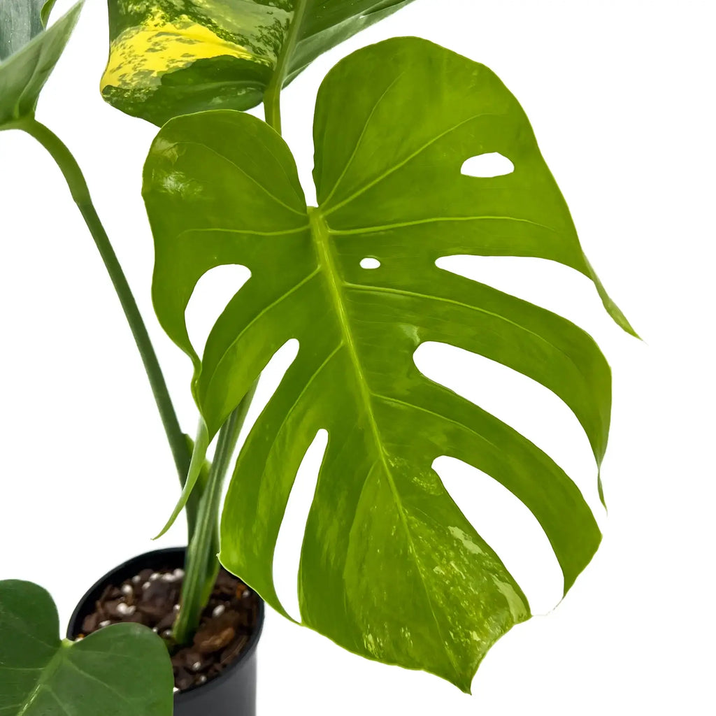 Monstera deliciosa aurea 'Yellow Thai' | Indoor Plant | Chalet Boutique - Australia