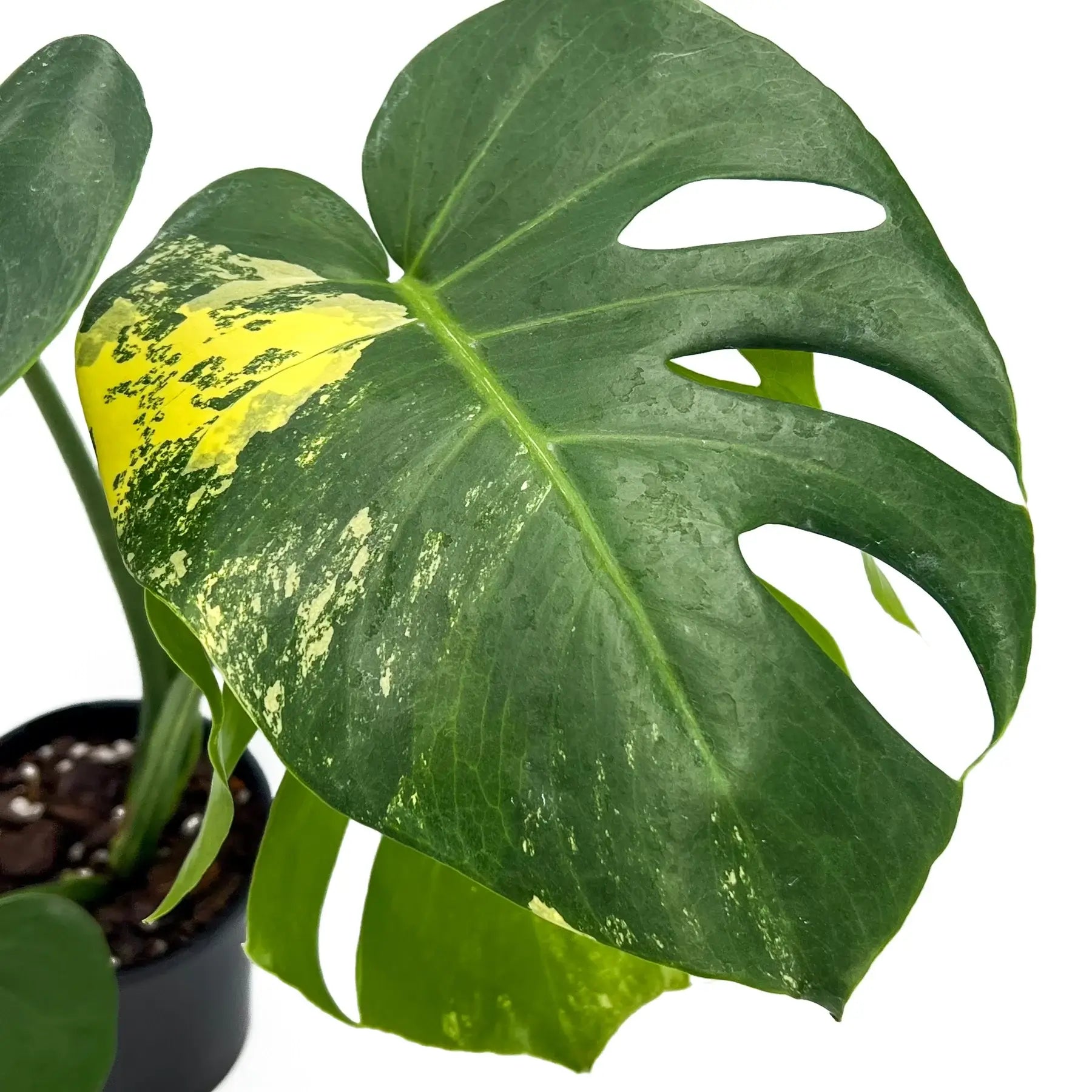 Monstera deliciosa 'Yellow Thai'