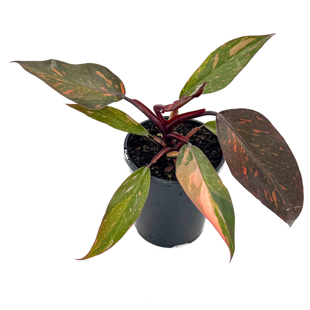Philodendron 'Orange Princess' variegated (Plant 4) | Indoor Plant | Chalet Boutique - Australia