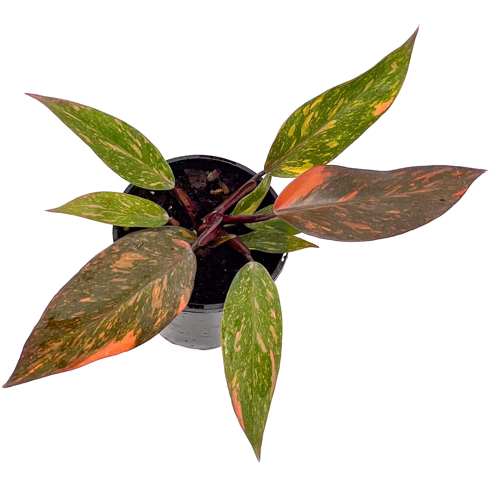 Philodendron 'Orange Princess' variegated (Plant 5) | Indoor Plant | Chalet Boutique - Australia