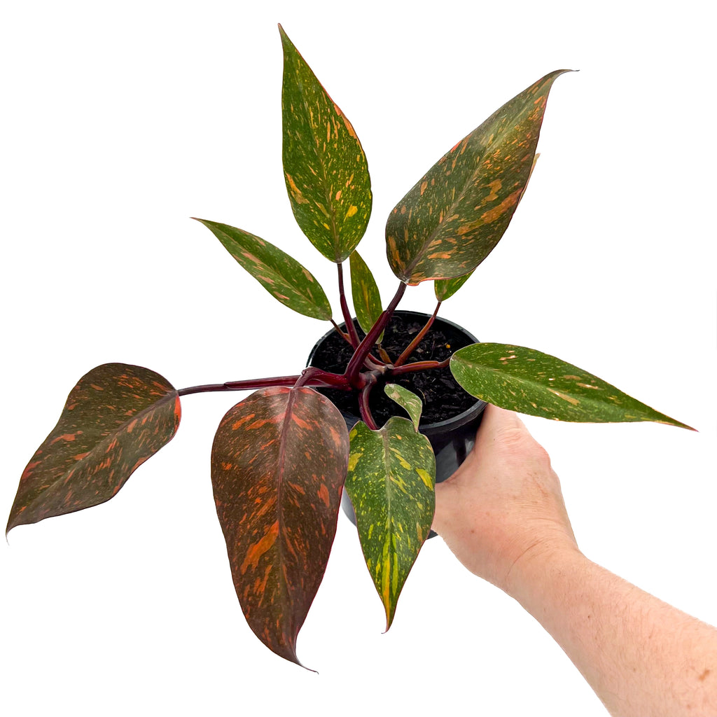 Philodendron 'Orange Princess' variegated (Plant 6) | Indoor Plant | Chalet Boutique - Australia