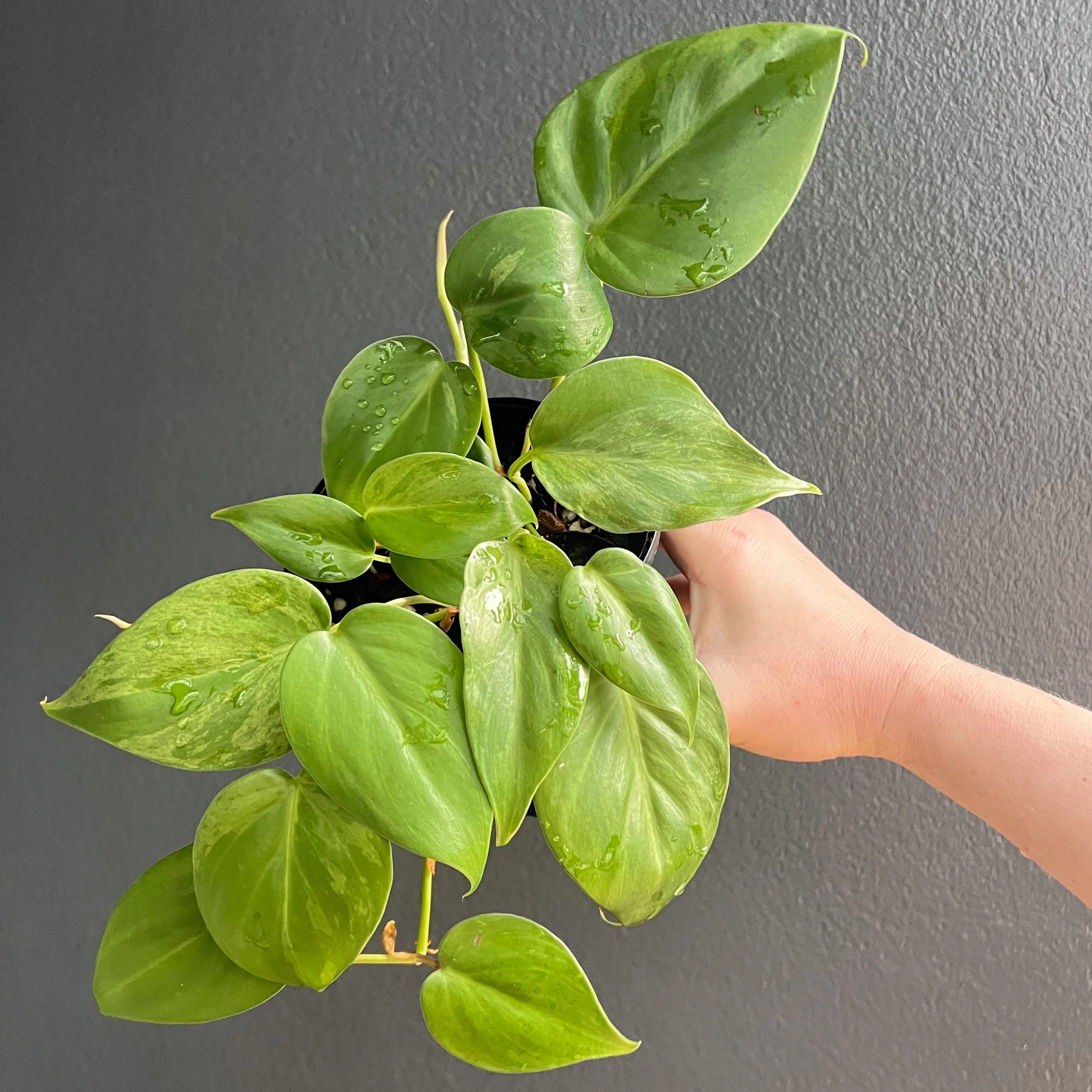 variegated heart leaf philodendron care Buy Variegated Heart Leaf Philodendron Online