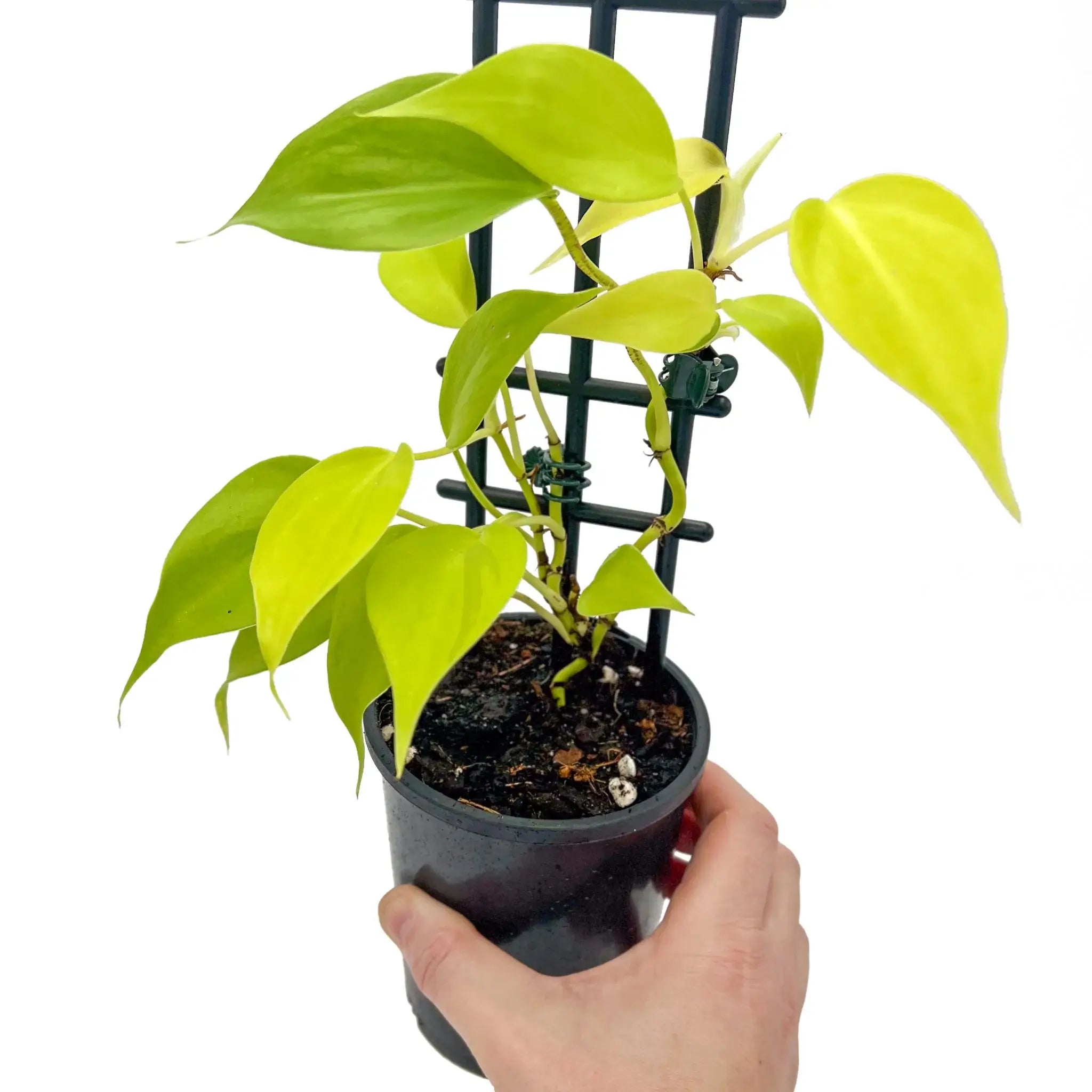 philodendron aureum Buy Philodendron hederaceum 'Aureum' Online