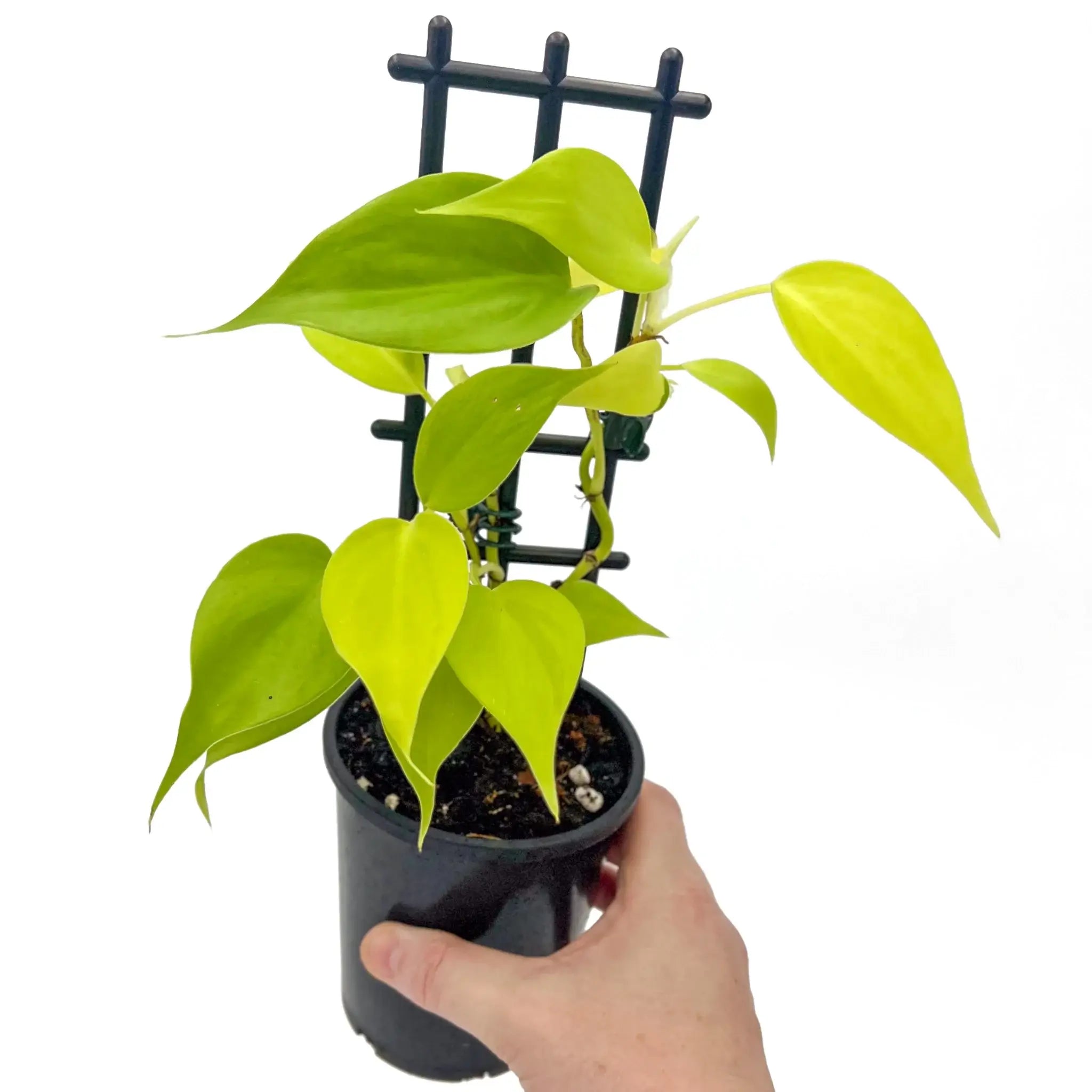 goldilocks philodendron Buy Philodendron hederaceum 'Aureum' Online