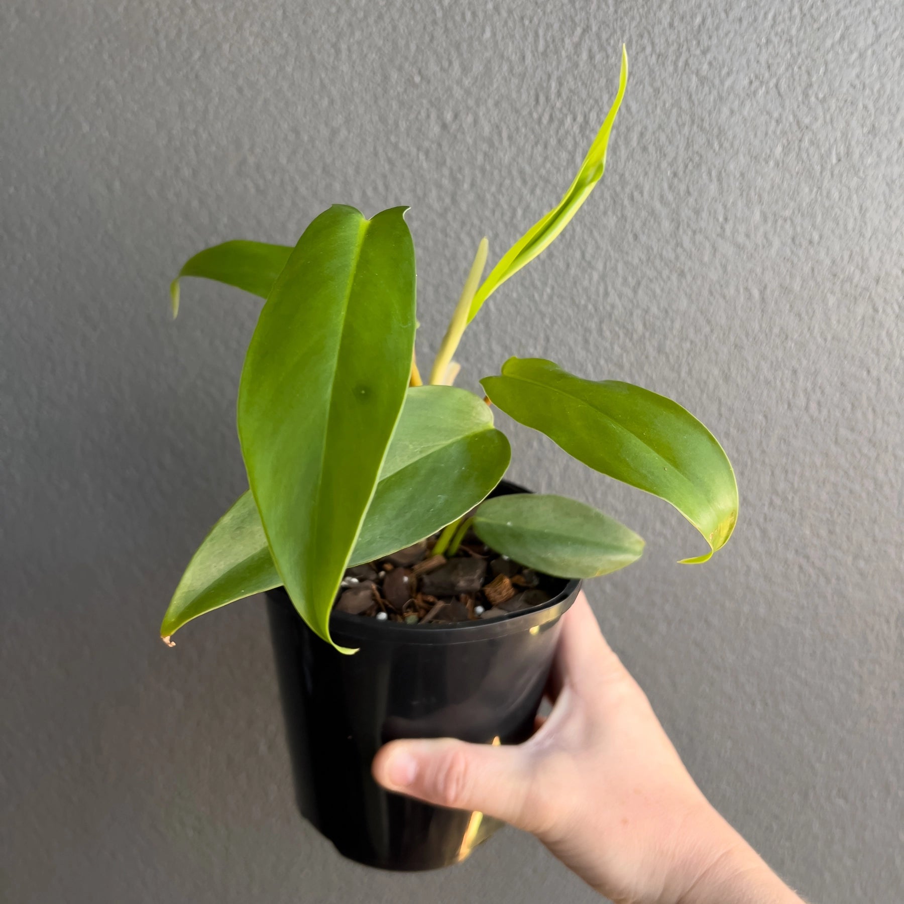 philodendron big ears 69686 Philodendron Bette Waterbury 'Big Ears 69686'