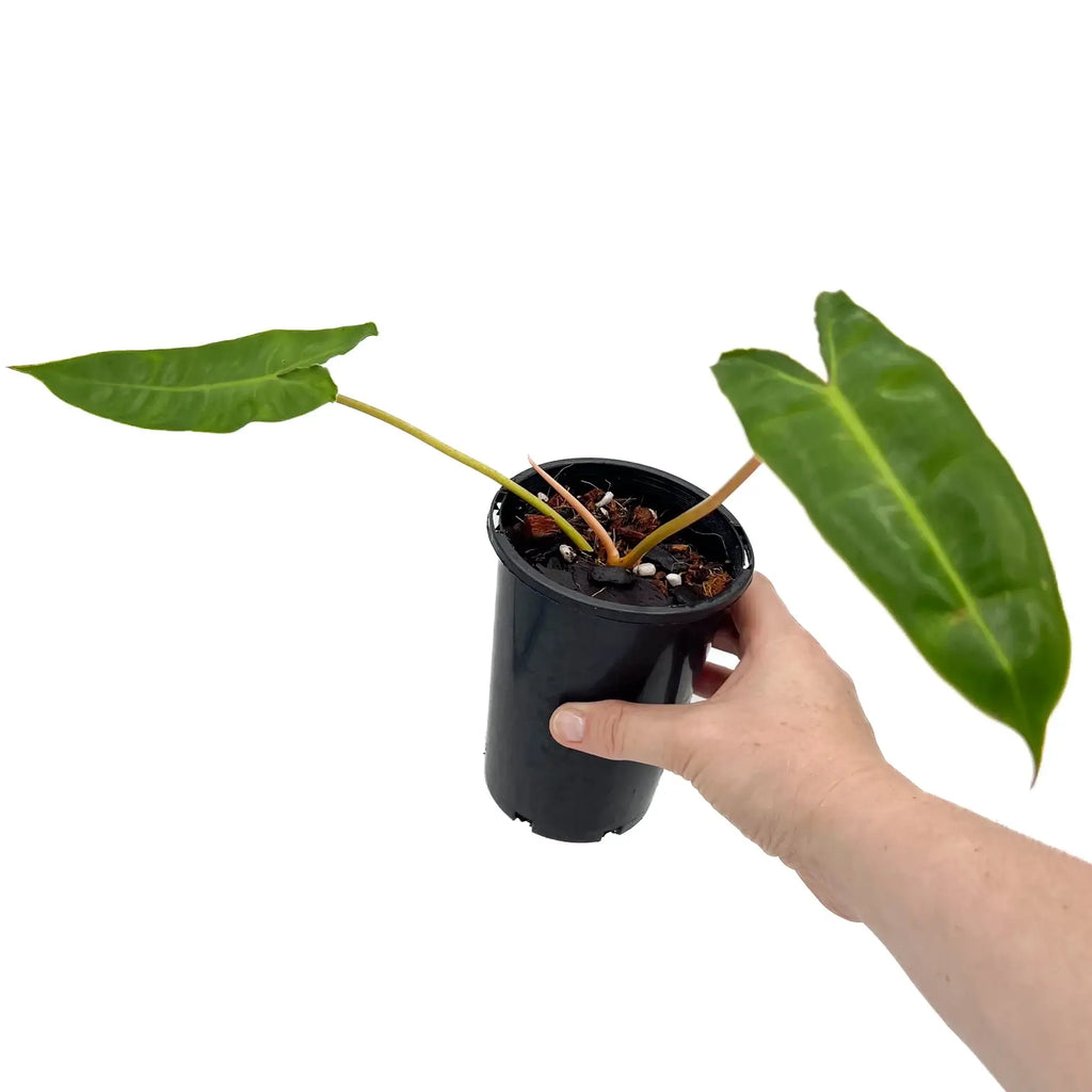 Philodendron Billietiae in a black pot, showcasing glossy lanceolate leaves, available for purchase at Chalet Boutique, Australia.