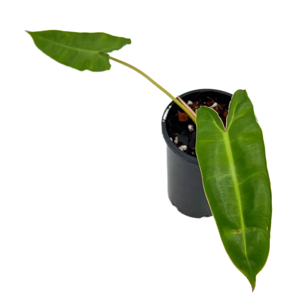 Philodendron Billietiae with large glossy leaves in a black pot, perfect for indoor plant lovers. Chalet Boutique, Australia.