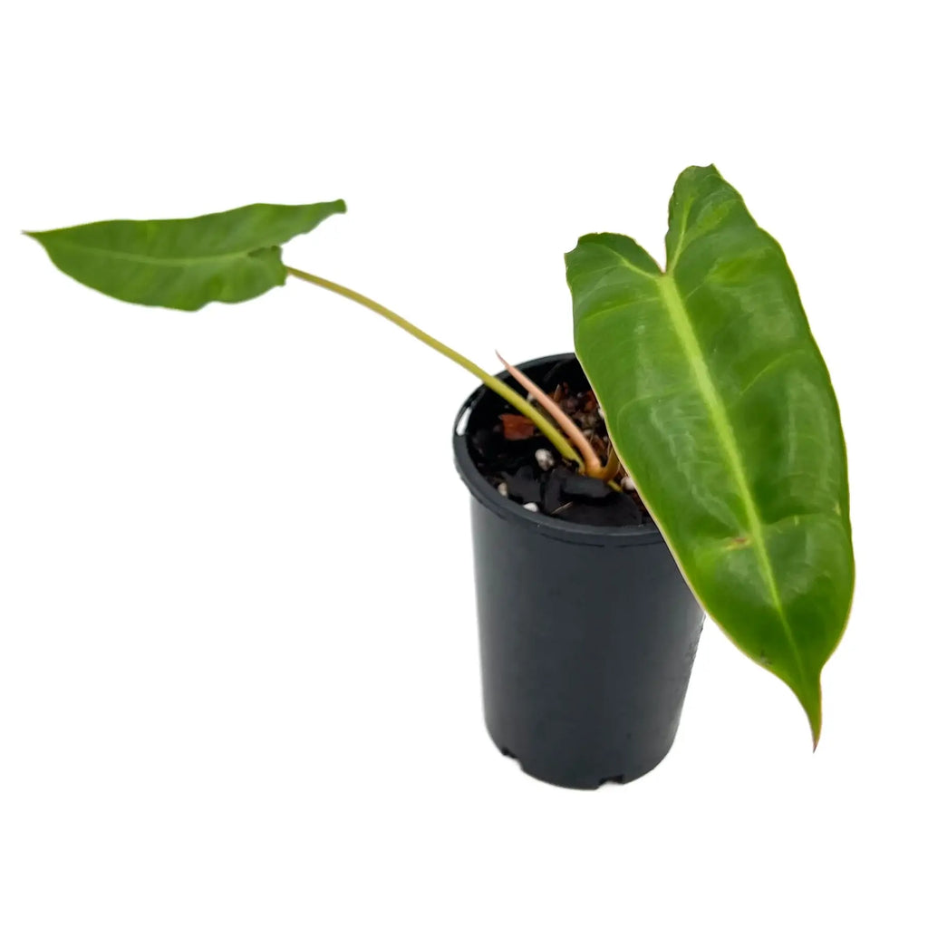 Philodendron Billietiae plant with large green leaves in pot, ideal for rare indoor plants Australia, Chalet Boutique, Australia.