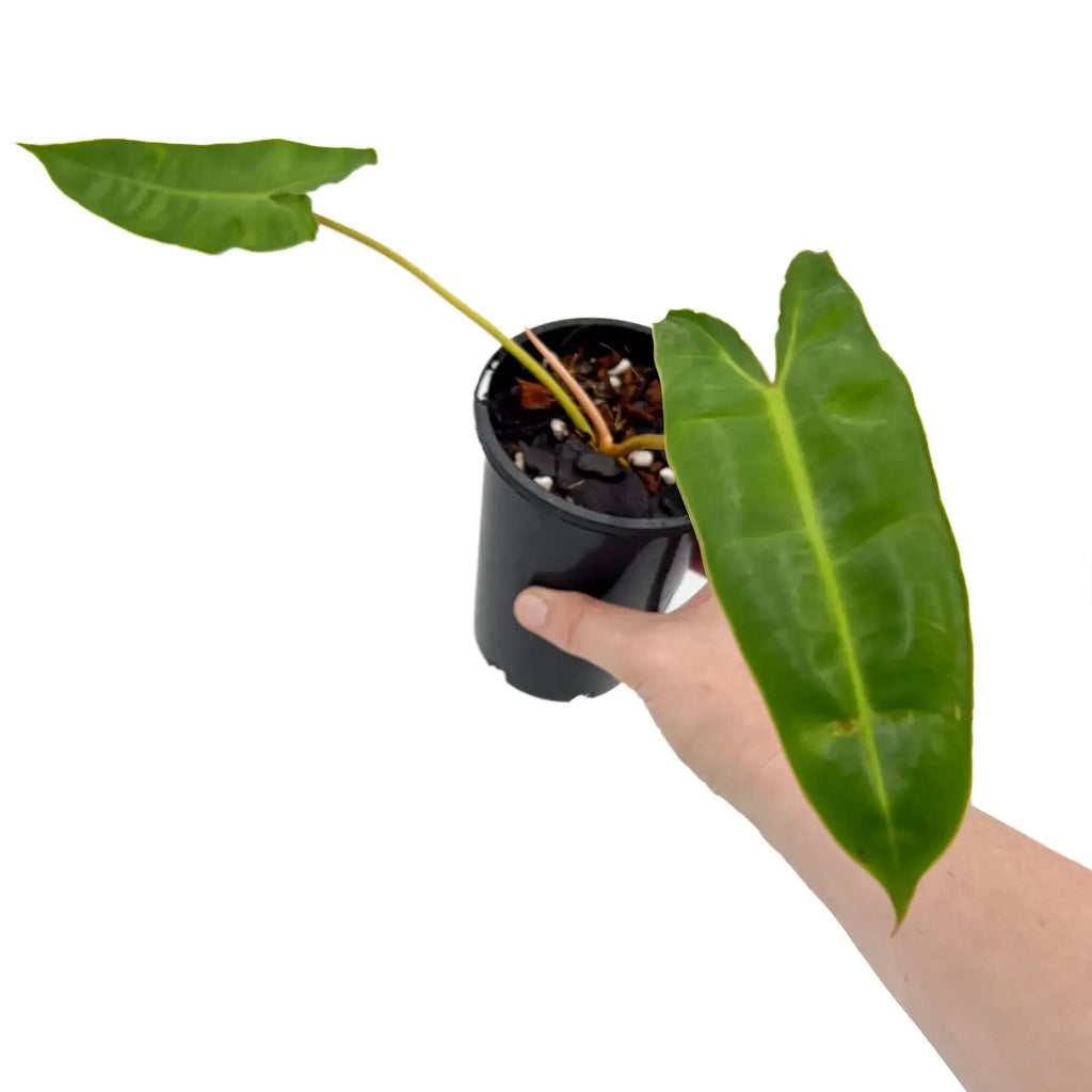 Philodendron Billietiae with large green leaves in a hand, showcasing a rare indoor plant, Chalet Boutique, Australia.