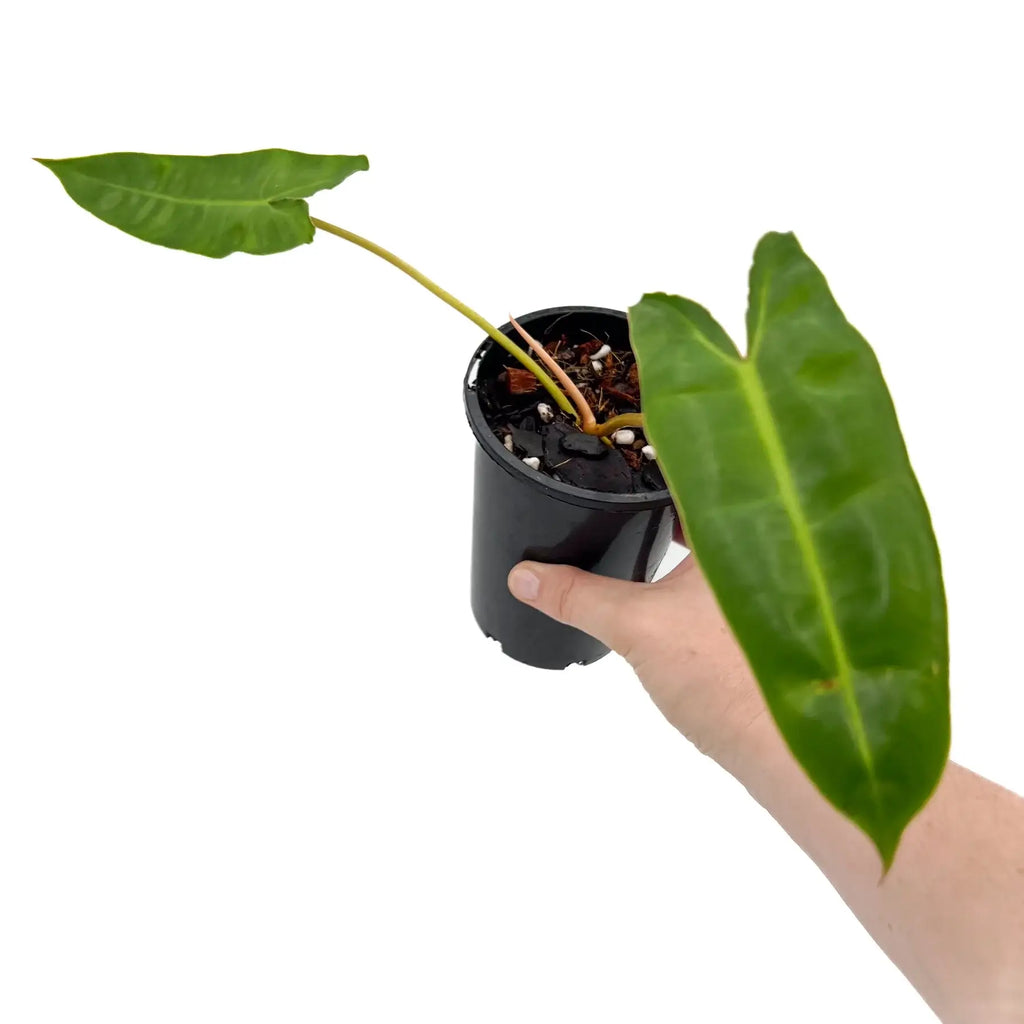 Philodendron Billietiae with large, glossy green leaves in hand, perfect for indoor plant lovers. Chalet Boutique, Australia.