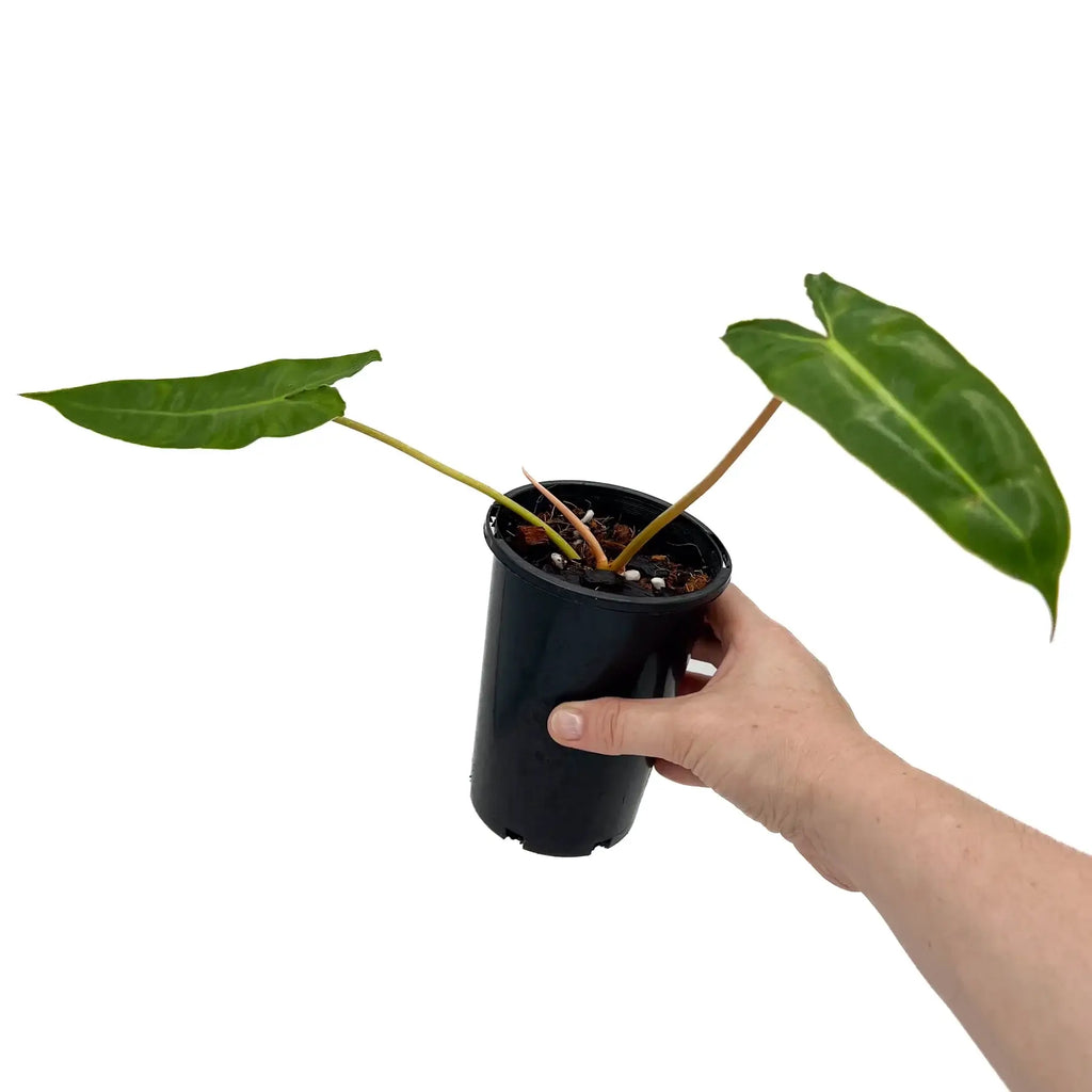 Philodendron Billietiae in a black pot, featuring glossy green leaves and vibrant petioles. Buy rare indoor plants online at Chalet Boutique, Australia.
