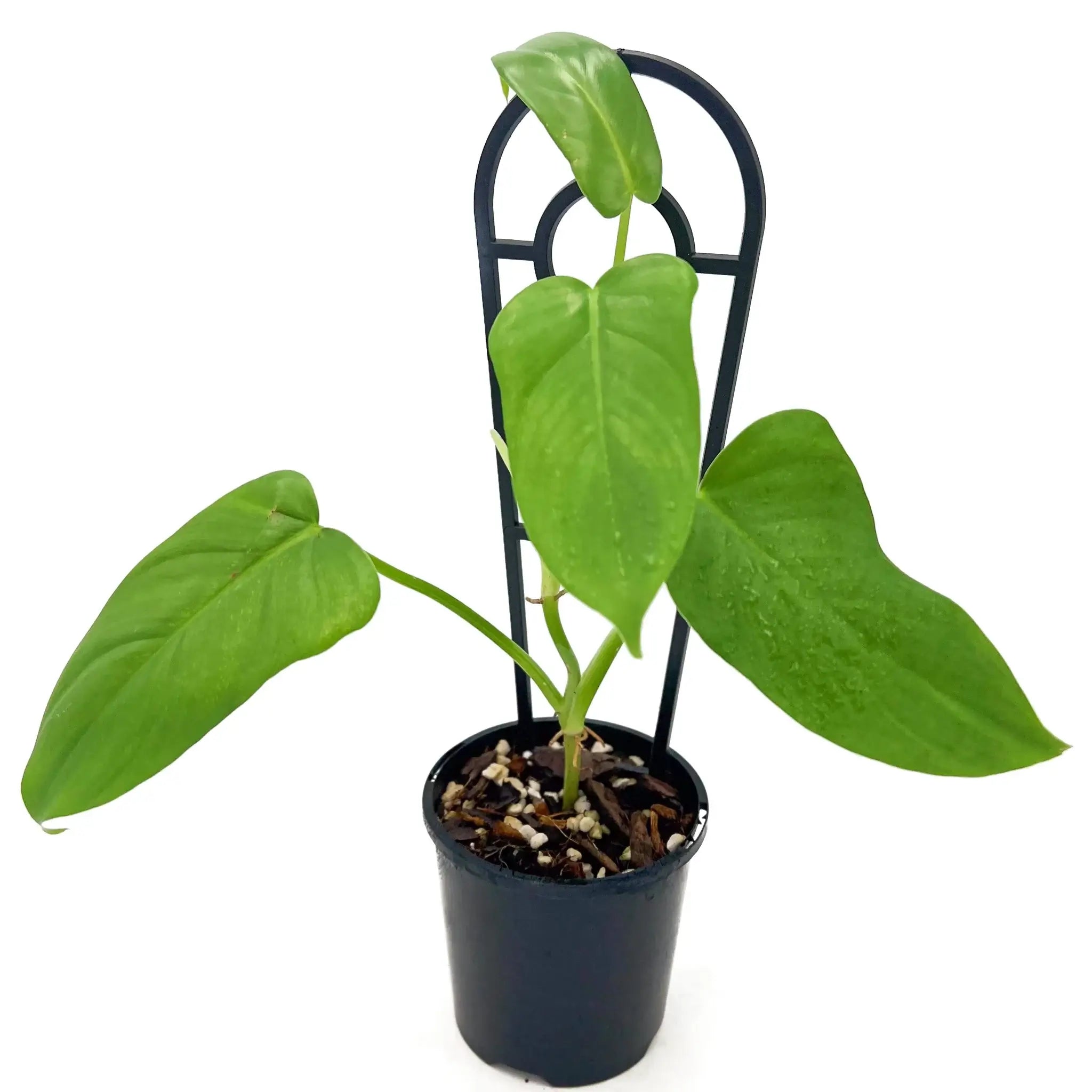 philodendron for sale perth Philodendron bipennifolium