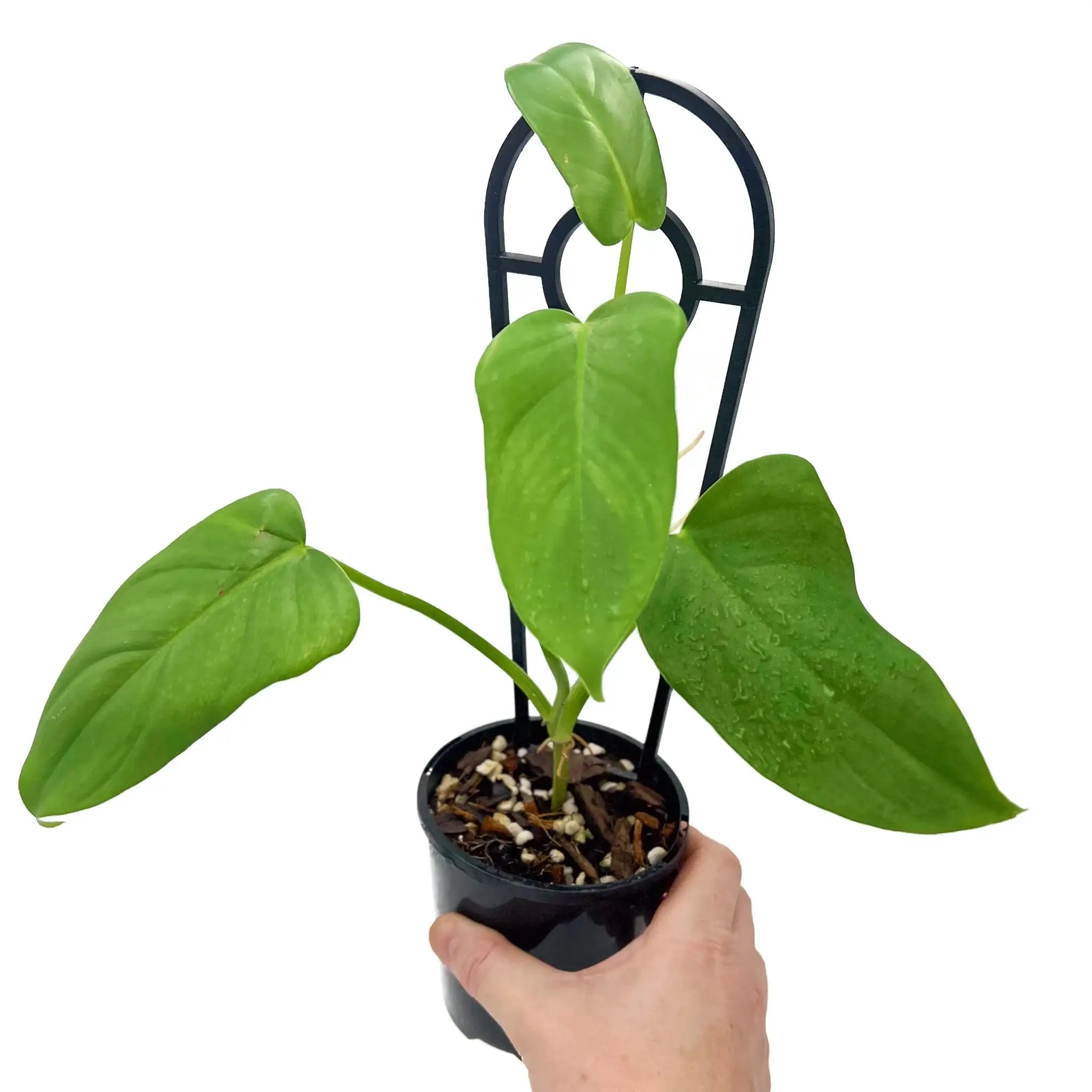 Philodendron bipennifolium - Rare Indoor Plants in Australia