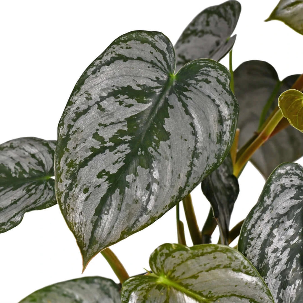 Philodendron Brandtianum | Indoor Plant | Chalet Boutique - Australia