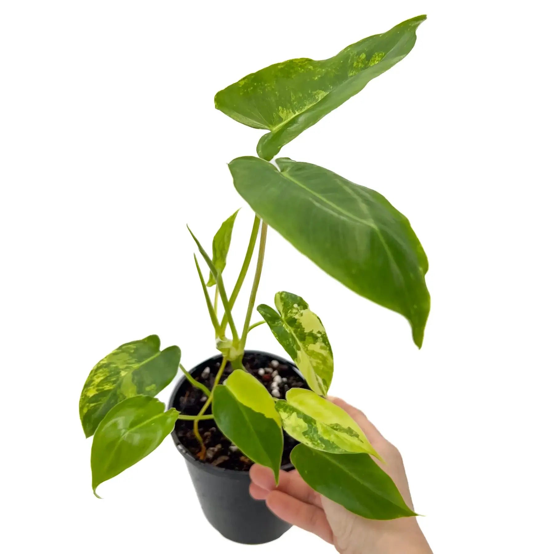 philodendron burle marx australia Philodendron 'Burle Marx' Variegated