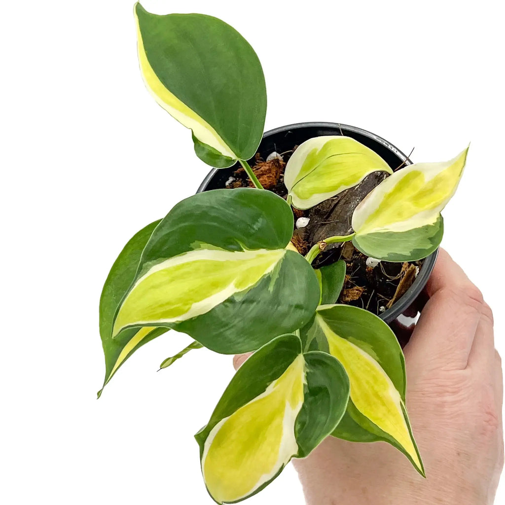 Philodendron hederaceum 'Cream Splash' in a black pot showcasing variegated green and yellow leaves, perfect for indoor spaces. Chalet Boutique, Australia.