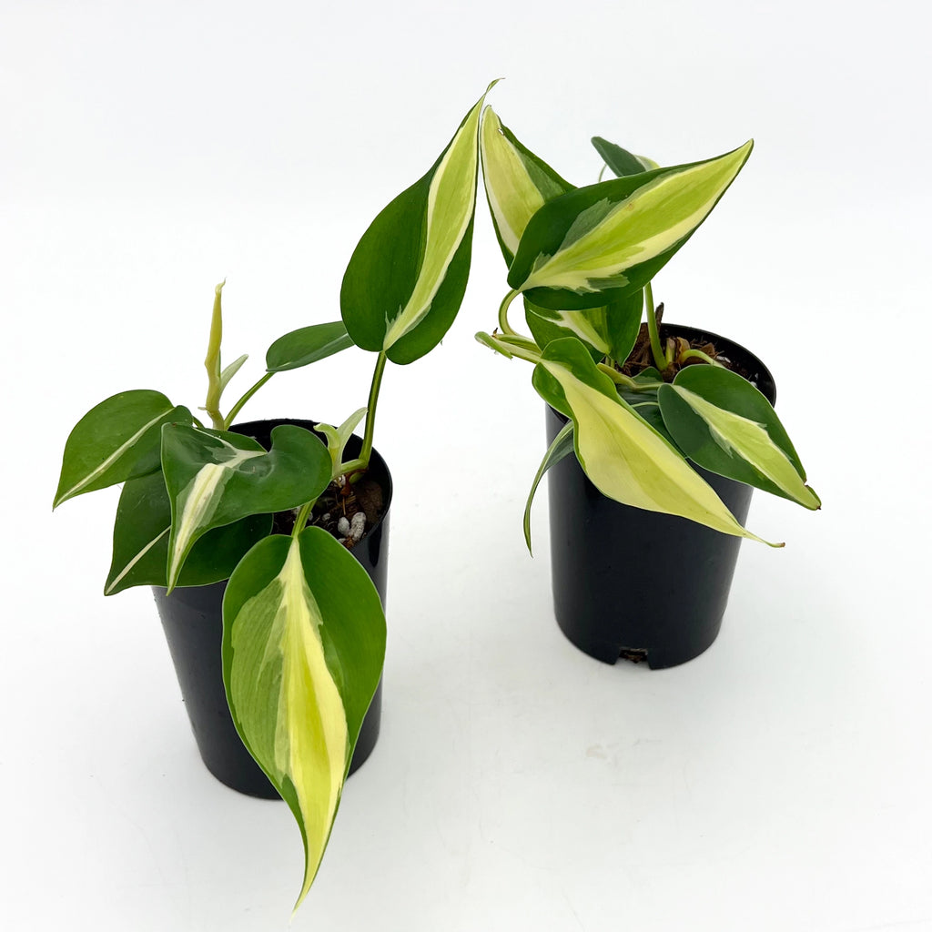 Philodendron 'Cream Splash' with vibrant green and cream variegation in black pots, perfect for indoor spaces. Chalet Boutique, Australia.