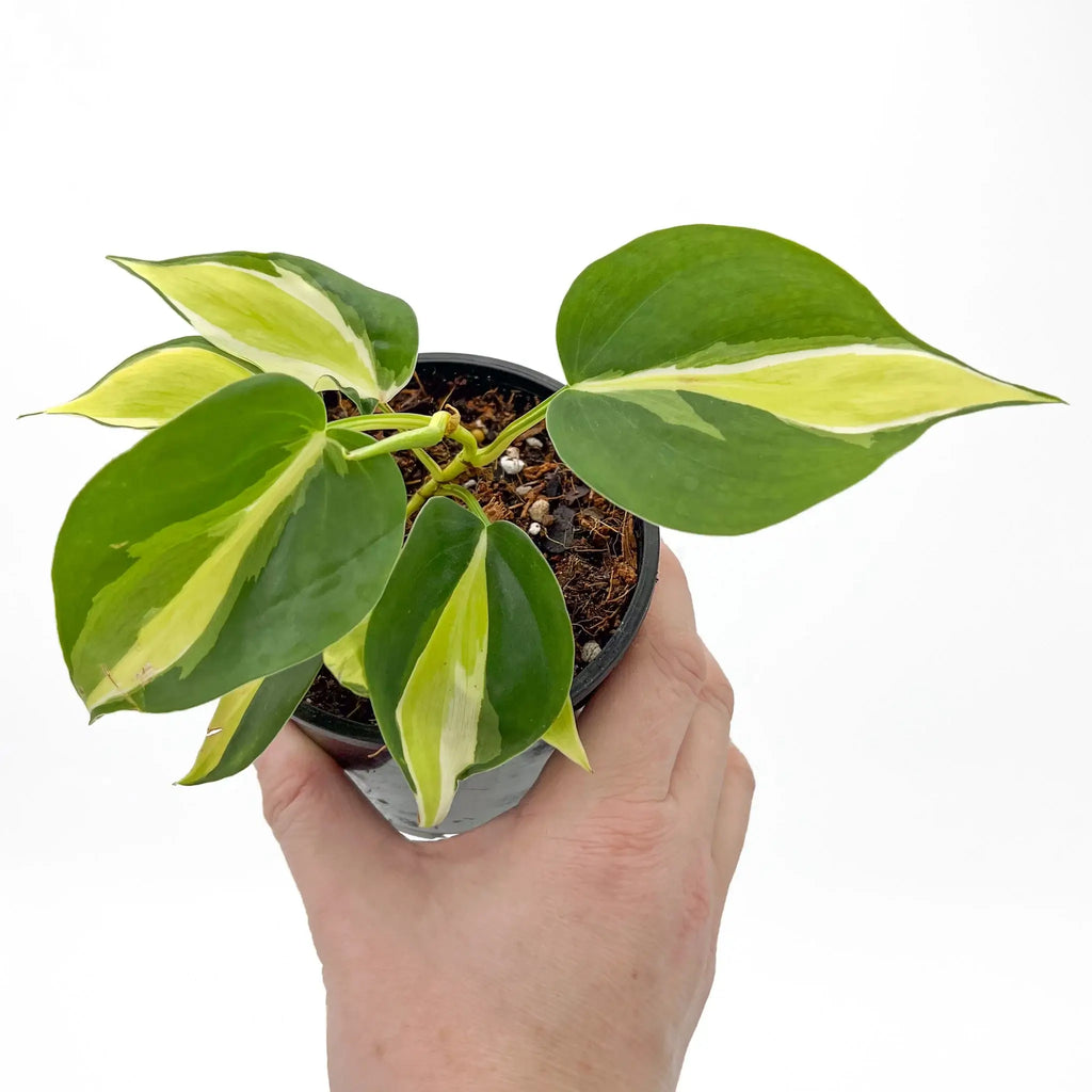 Philodendron hederaceum 'Cream Splash' in a hand, showcasing its green and creamy variegation. Buy rare plants online at Chalet Boutique, Australia.
