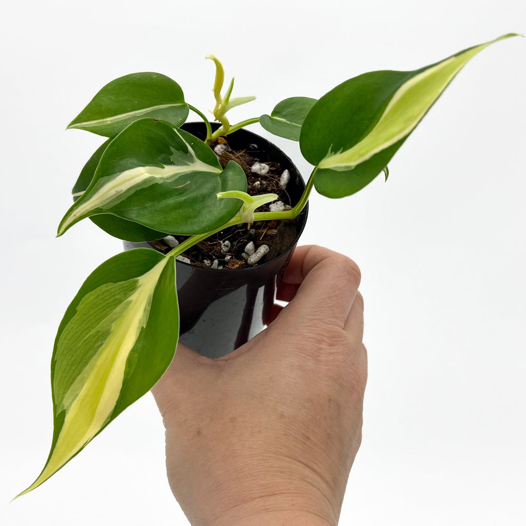 Hand holding a Philodendron 'Cream Splash' with vibrant green and creamy white variegated leaves, perfect for indoor spaces. Chalet Boutique, Australia.