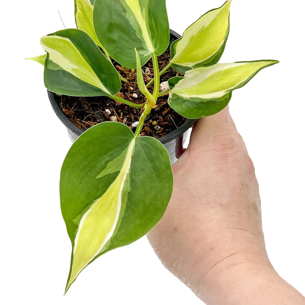 Philodendron hederaceum 'Cream Splash' in hand, showcasing unique variegated leaves, perfect for indoor plant enthusiasts. Chalet Boutique, Australia.
