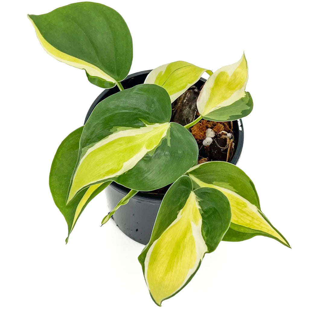 Philodendron hederaceum 'Cream Splash' with variegated green and creamy yellow leaves in a black pot, perfect for indoor decor. Chalet Boutique, Australia.