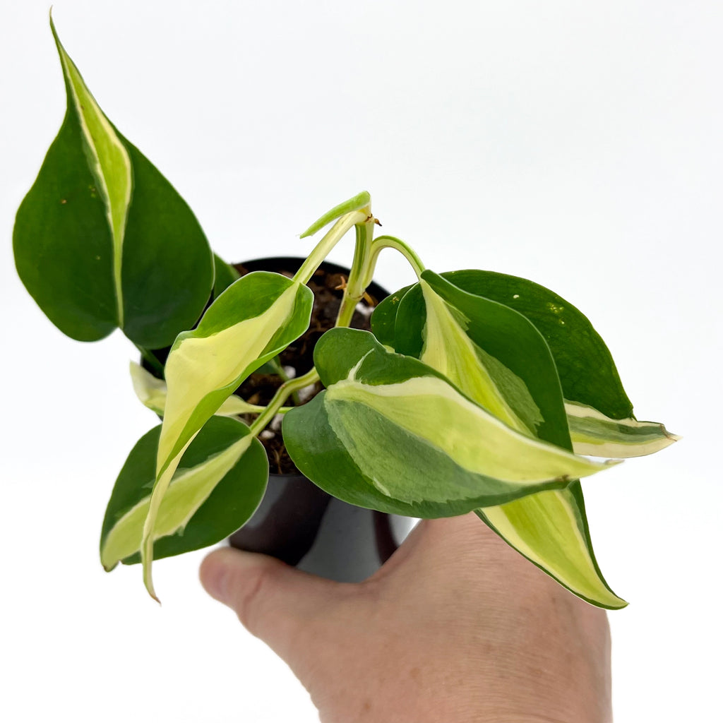 Philodendron 'Cream Splash' with vibrant green and cream variegated leaves, perfect for indoor plant lovers. Chalet Boutique, Australia.