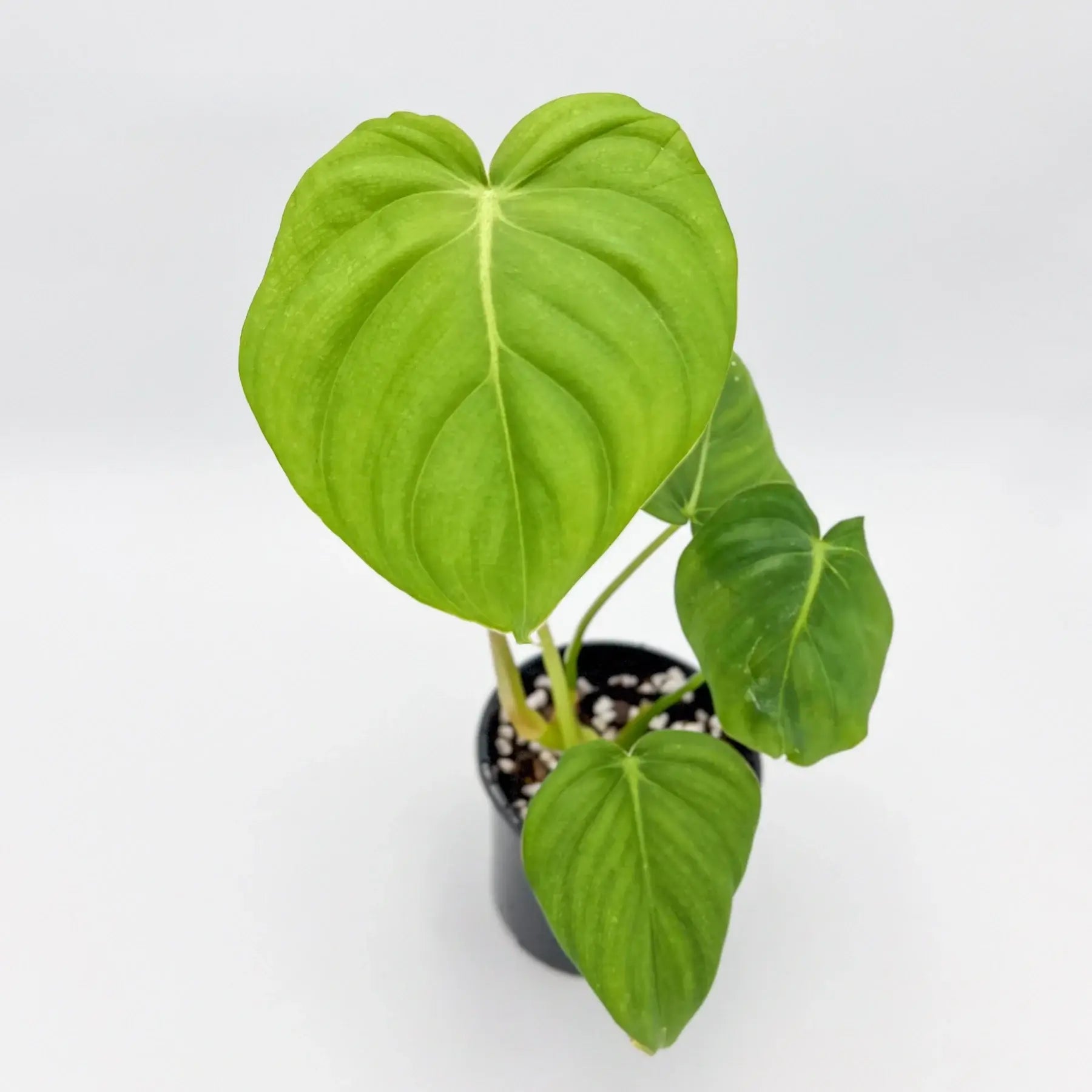 philodendron dean mcdowell vs pastazanum Buy Rare Philodendron Dean McDowell Online