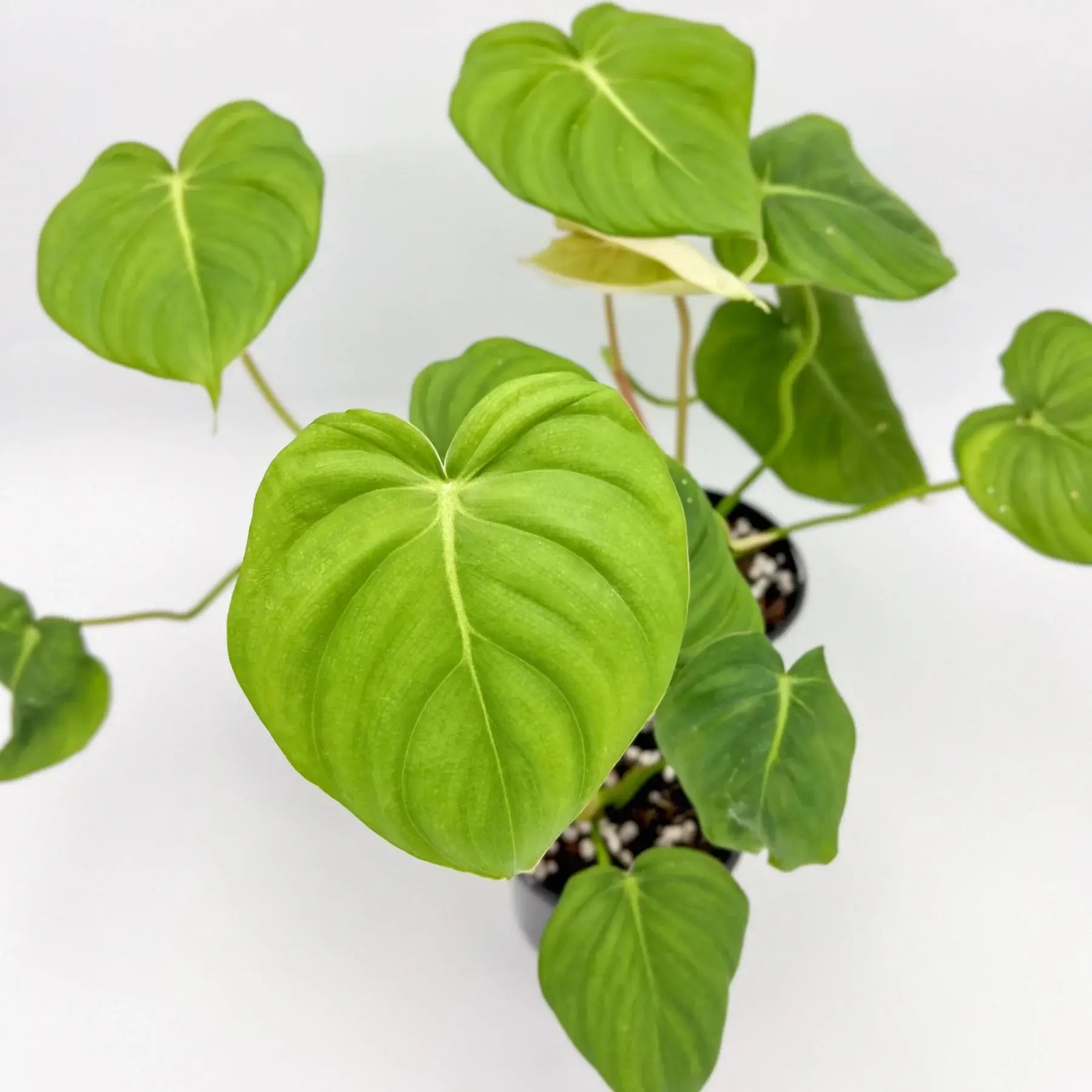 philodendron dean mcdowell care Buy Rare Philodendron Dean McDowell Online