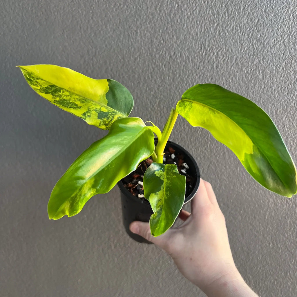 Philodendron domesticum variegata with glossy yellow and green leaves in hand, perfect for indoor plant lovers, Chalet Boutique, Australia.
