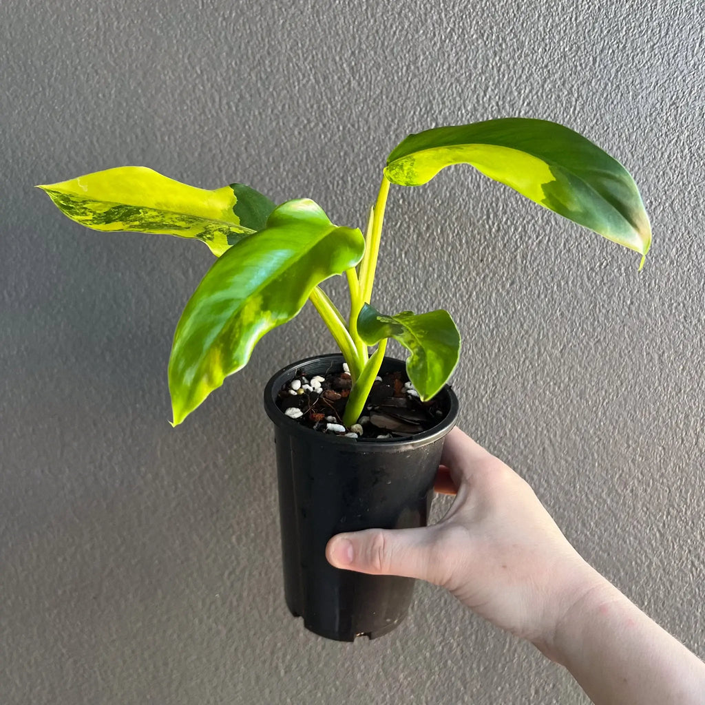 Philodendron domesticum variegata plant with glossy leaves in a pot, hand holding rare indoor plant. Chalet Boutique, Australia.
