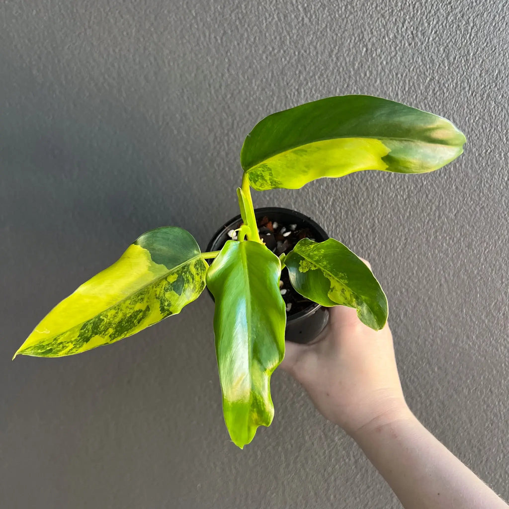 Philodendron domesticum variegata with striking green and yellow leaves, perfect for indoor growing. Chalet Boutique, Australia.