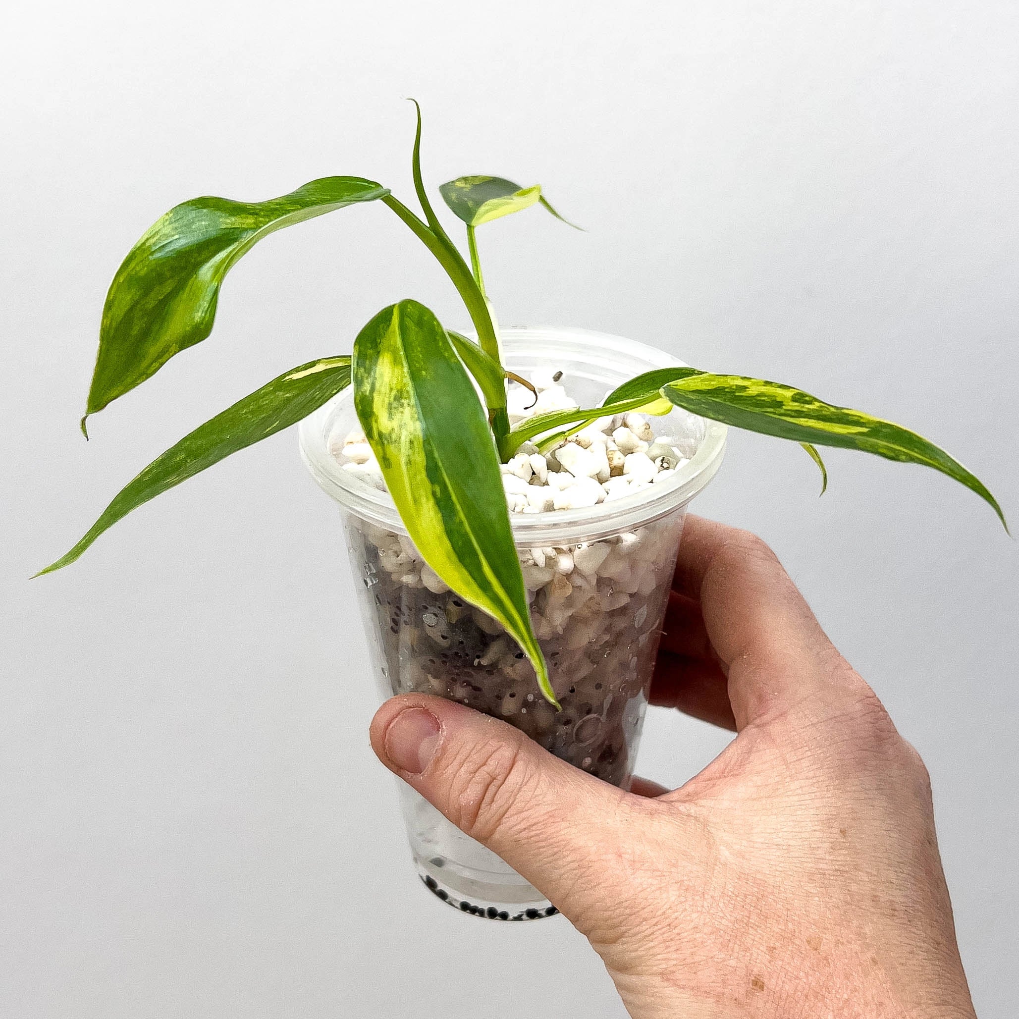 philodendron domesticum variegatum what soil Philodendron domesticum variegated (Semi Rooted)