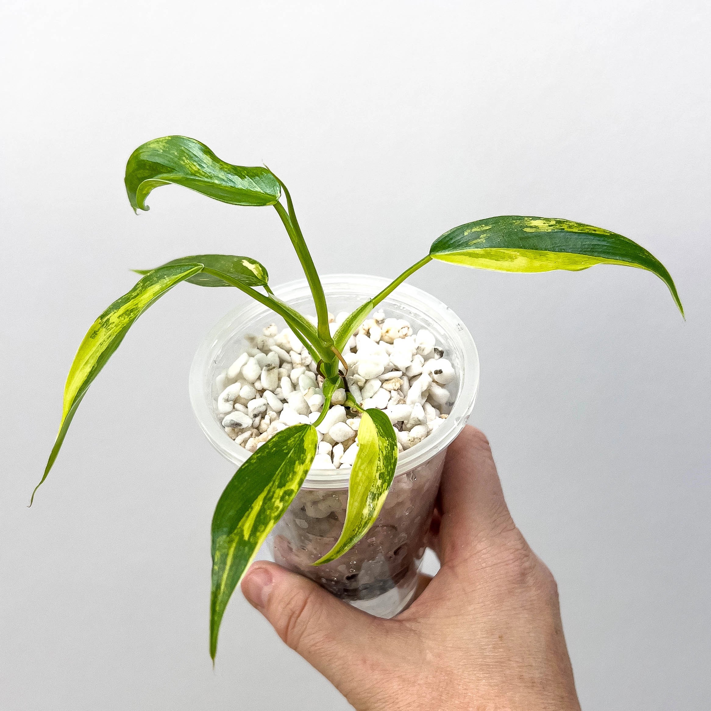 variegated philodendron minima Philodendron domesticum variegated (Semi Rooted)