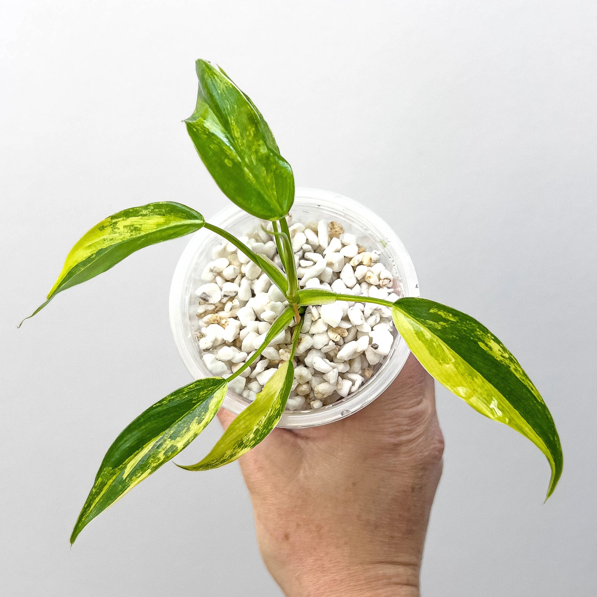 philodendron minima variegated Philodendron domesticum variegated (Semi Rooted)