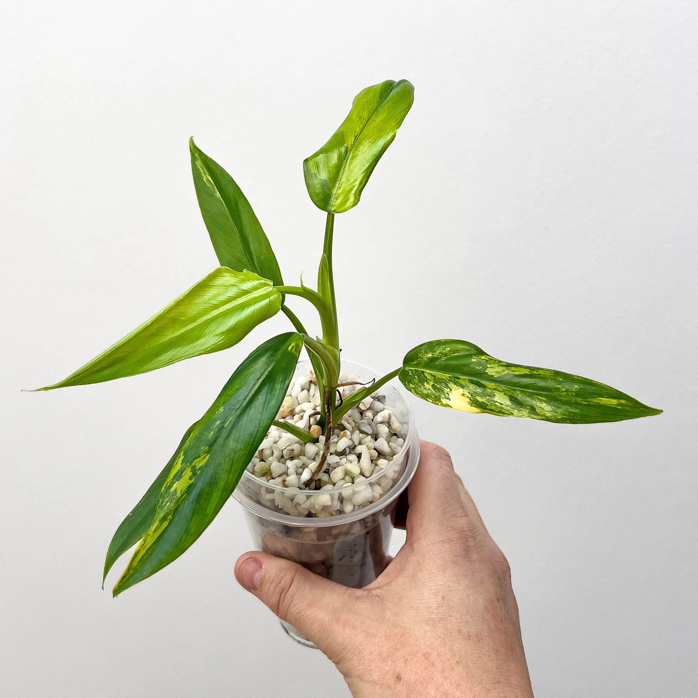 philodendron domesticum variegatum australia Philodendron domesticum variegated (Semi Rooted)