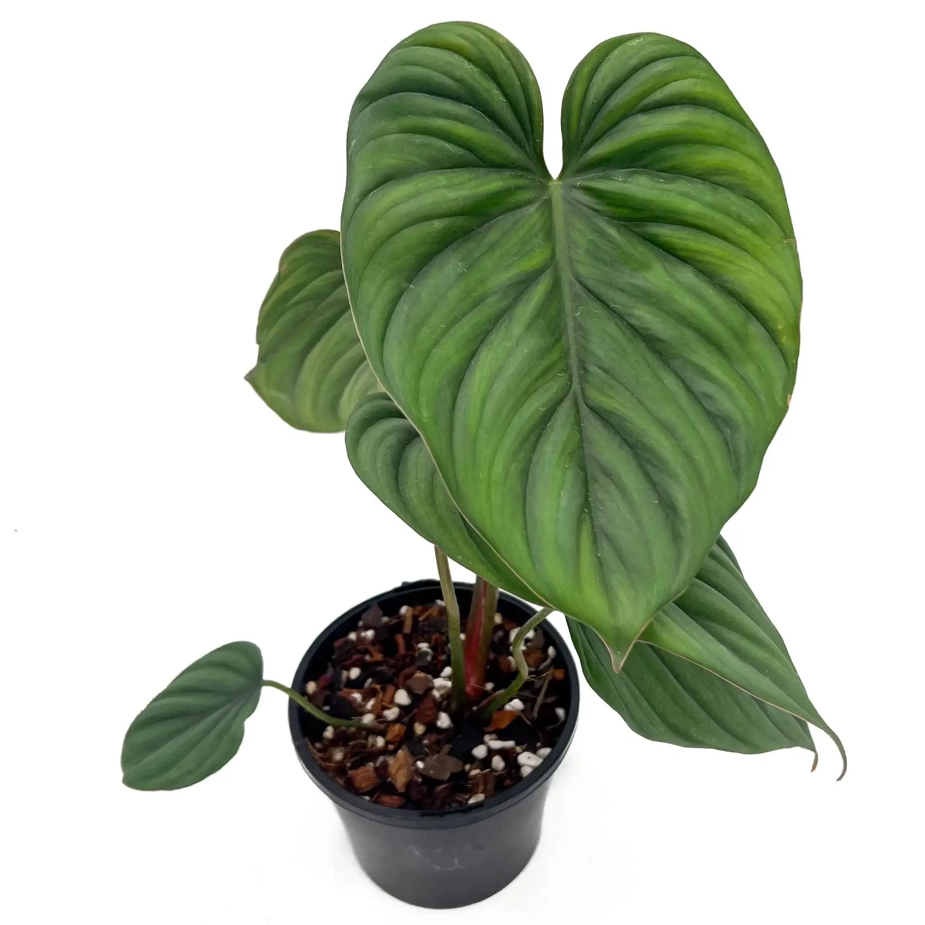 Buy Philodendron 'El Guapo' Online