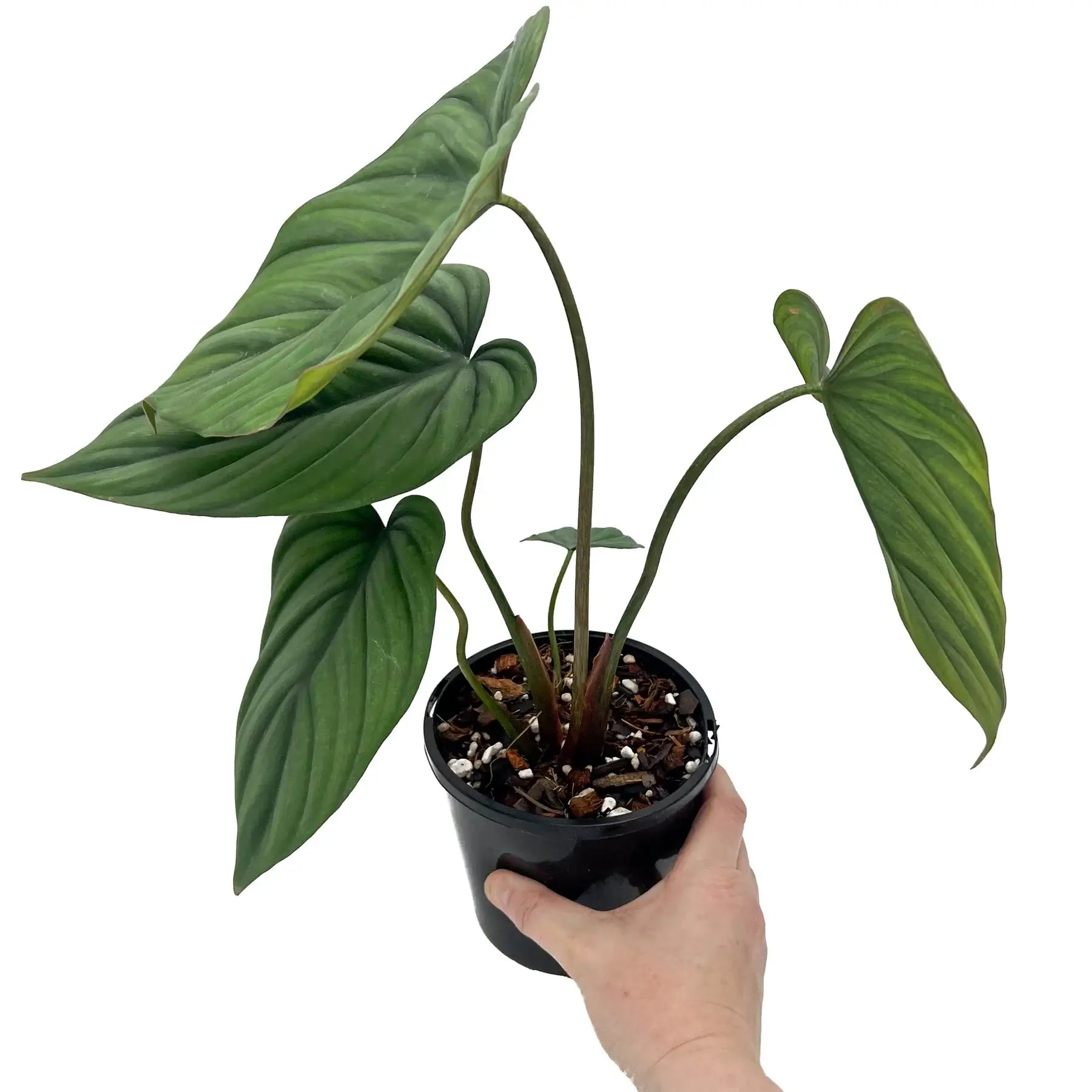 Buy Philodendron 'El Guapo' Online