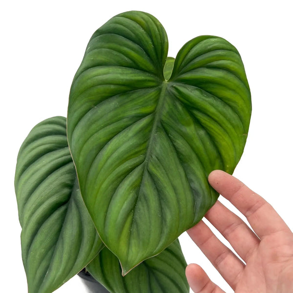 Buy Philodendron 'El Guapo' Online